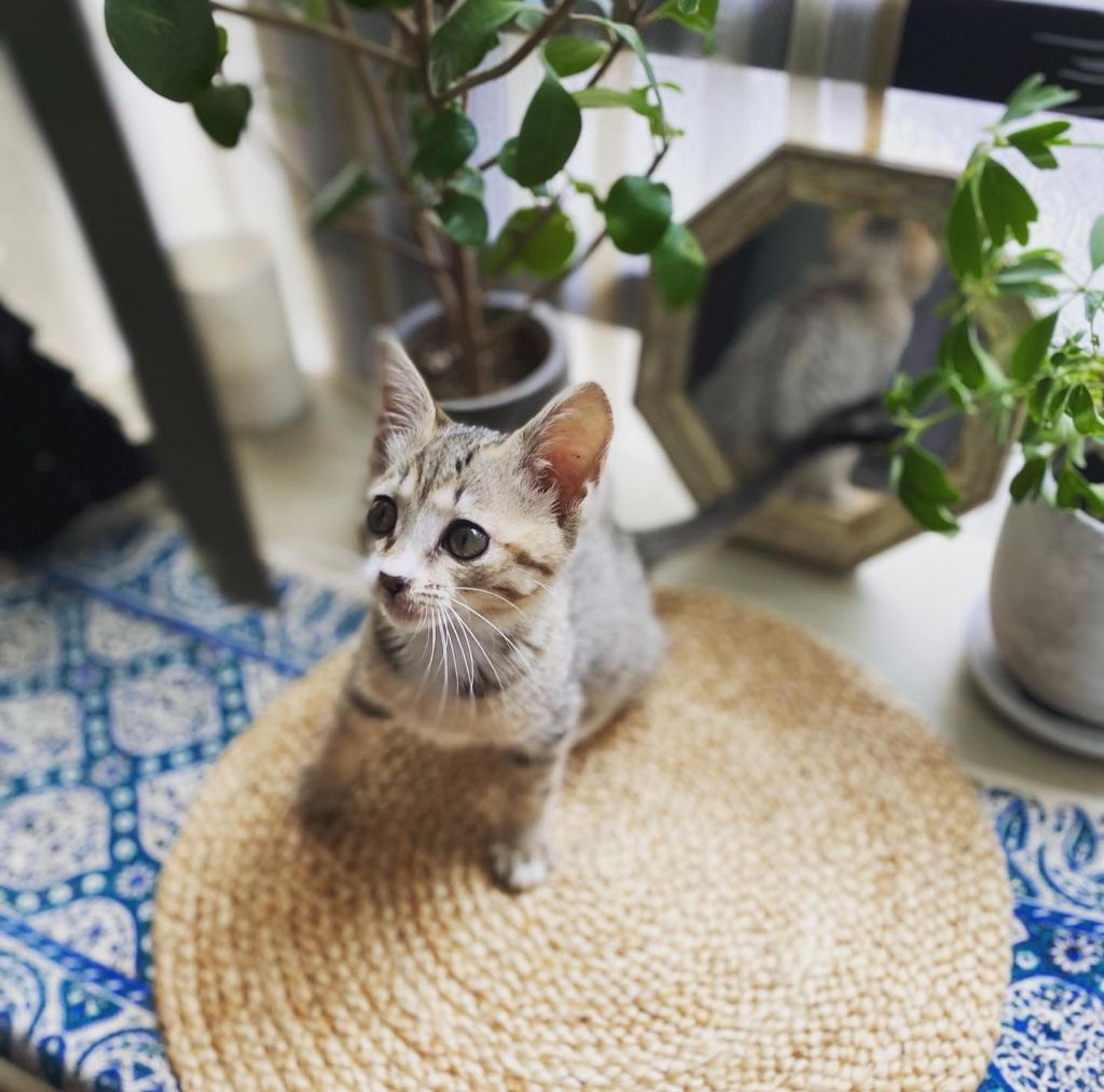 pet-image-2
