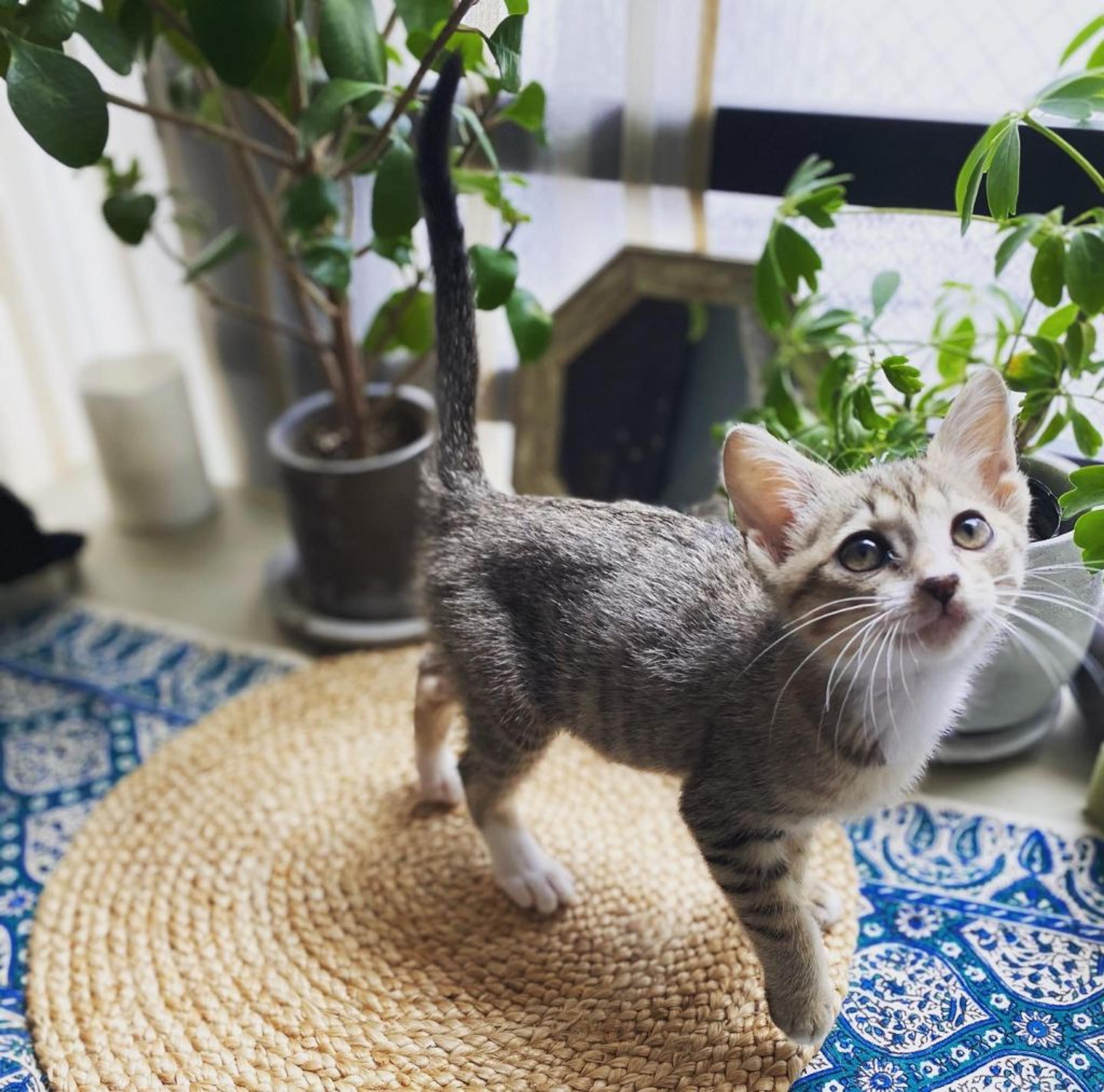 pet-image-3