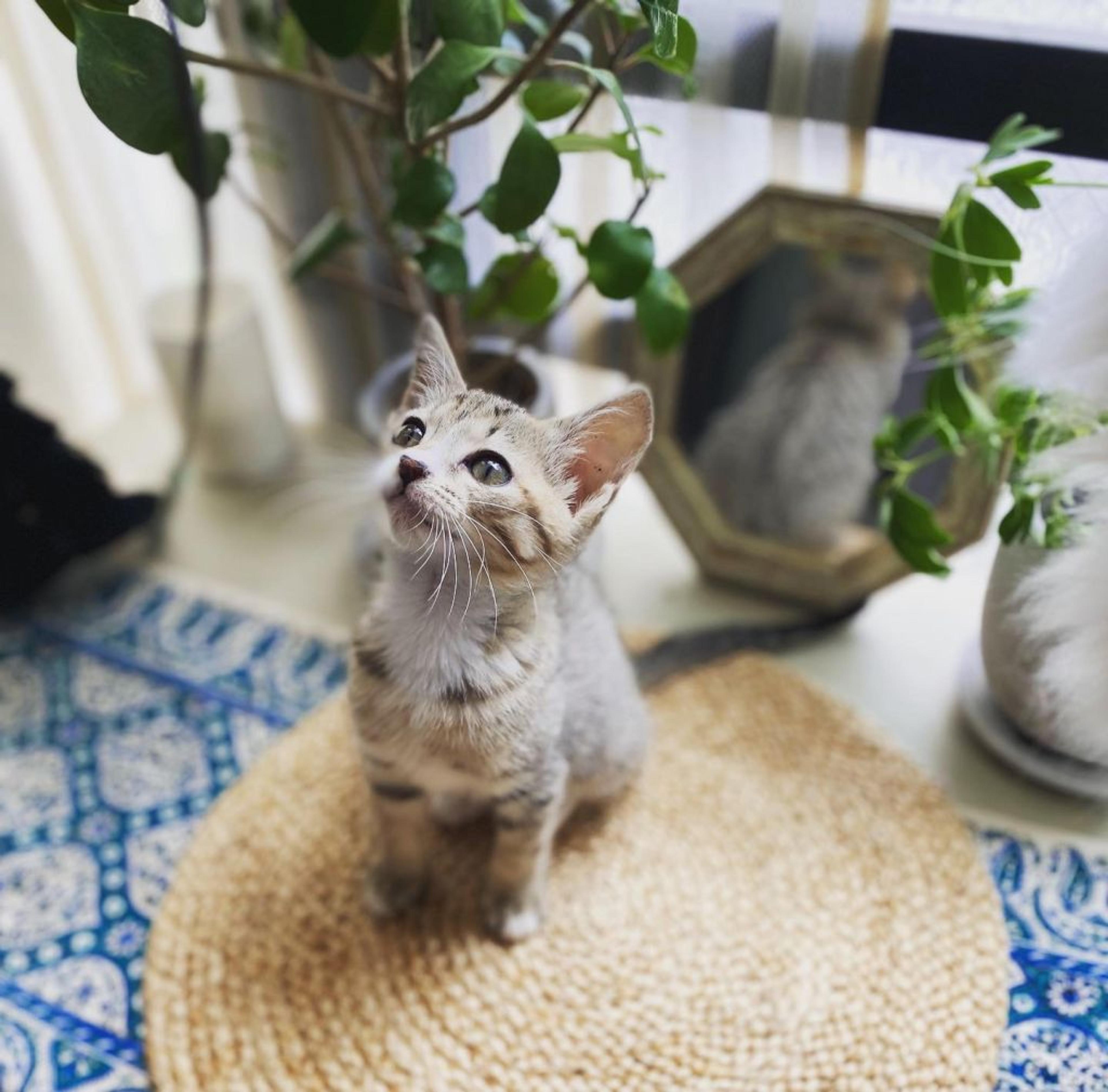 pet-image-4