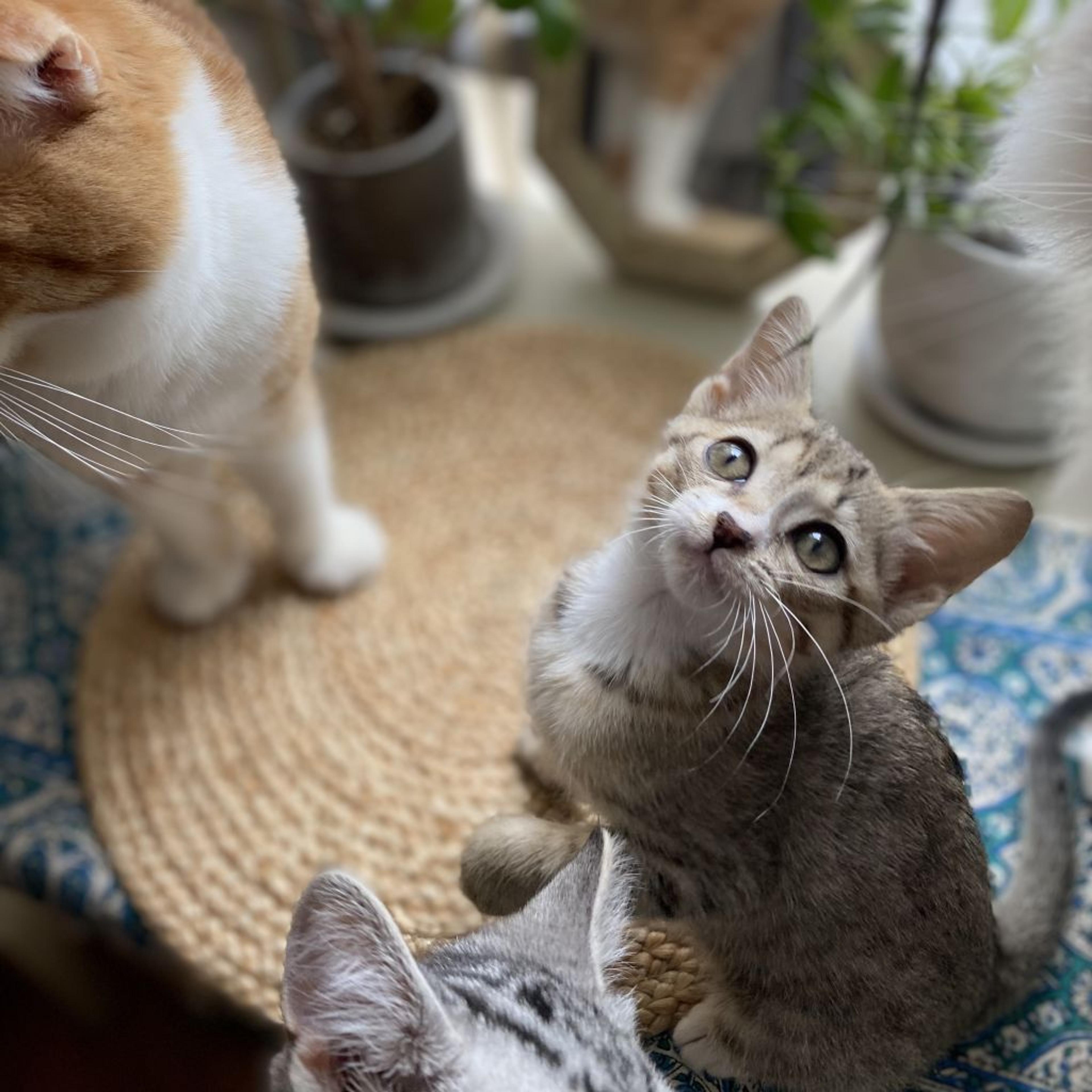 pet-image-5
