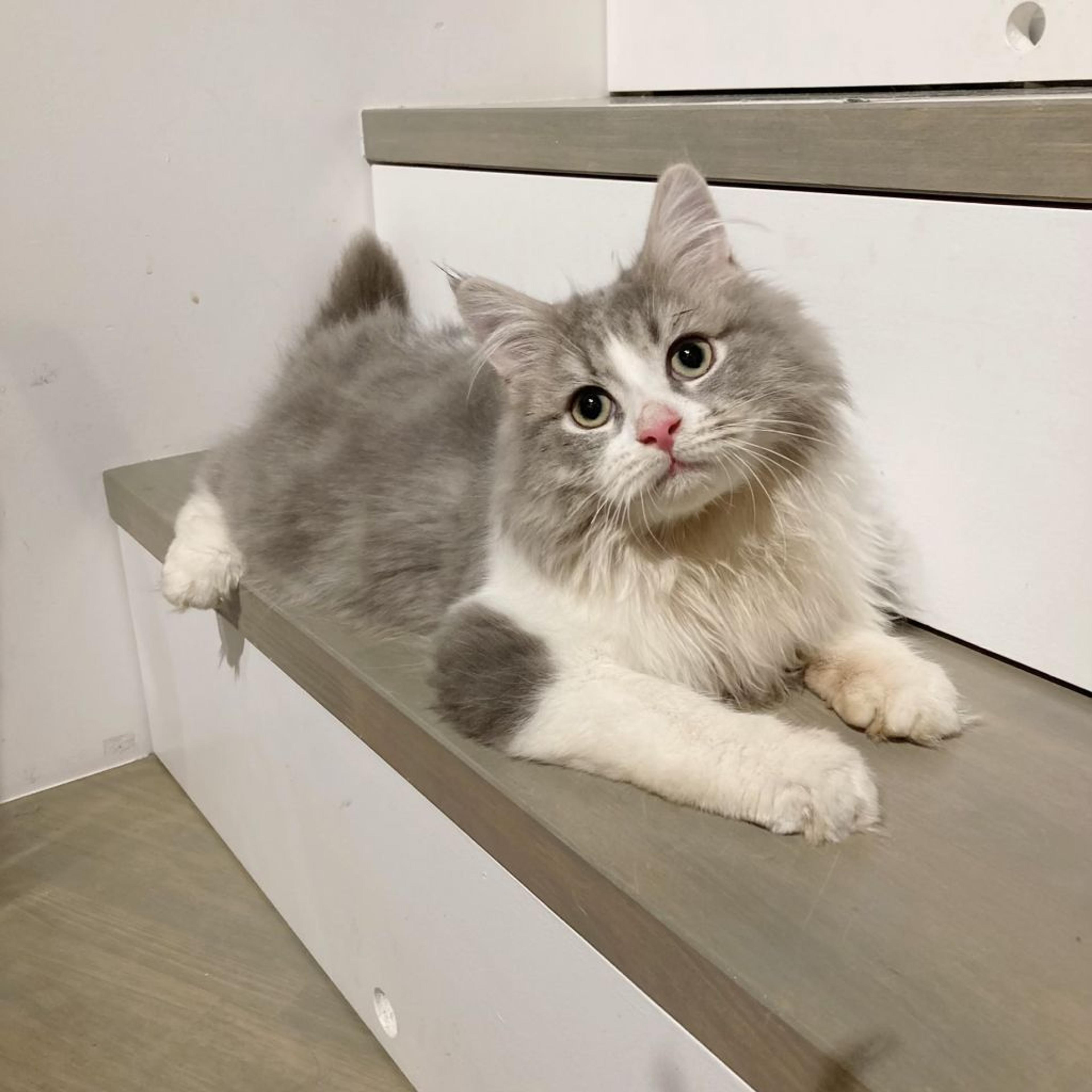 pet-image-2