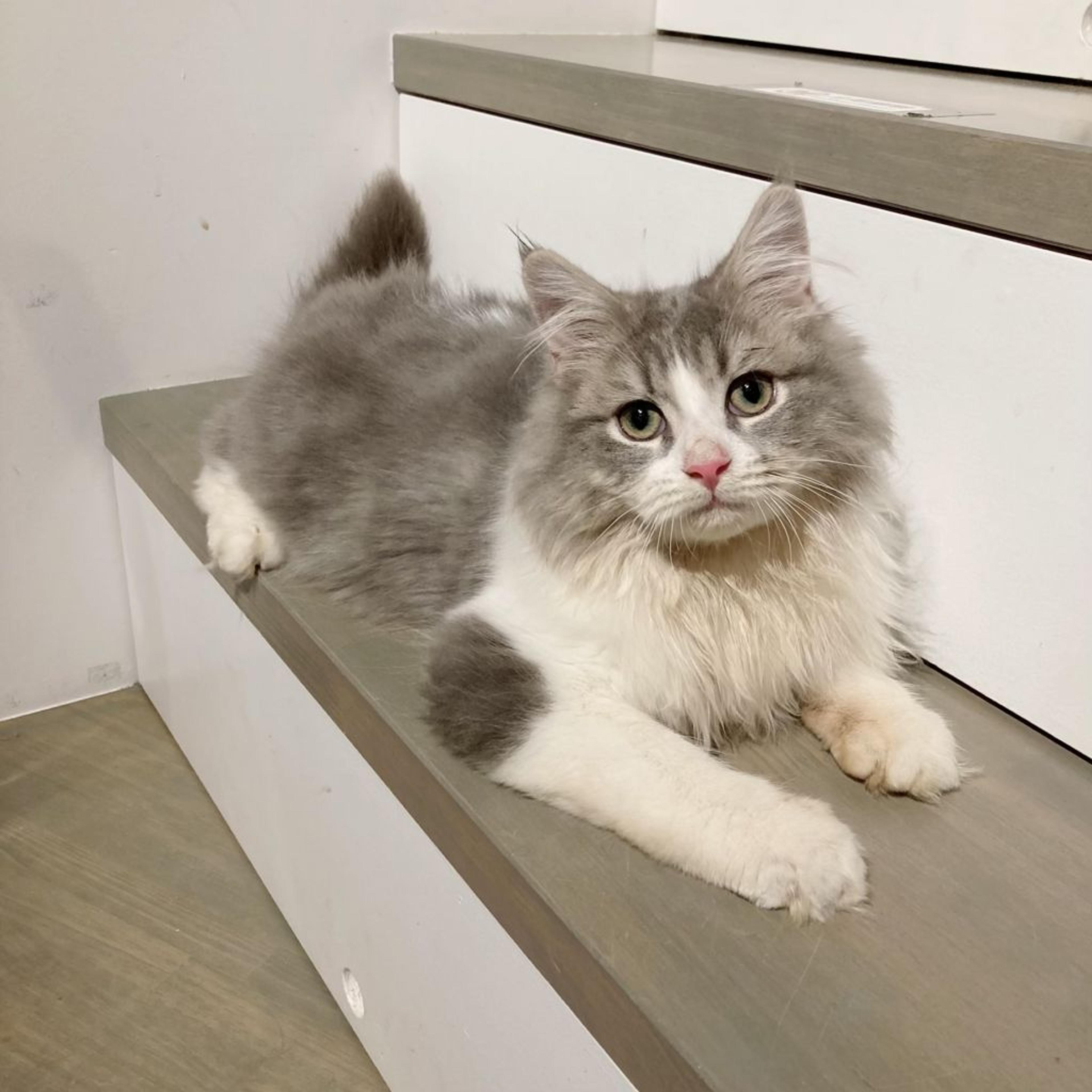 pet-image-3