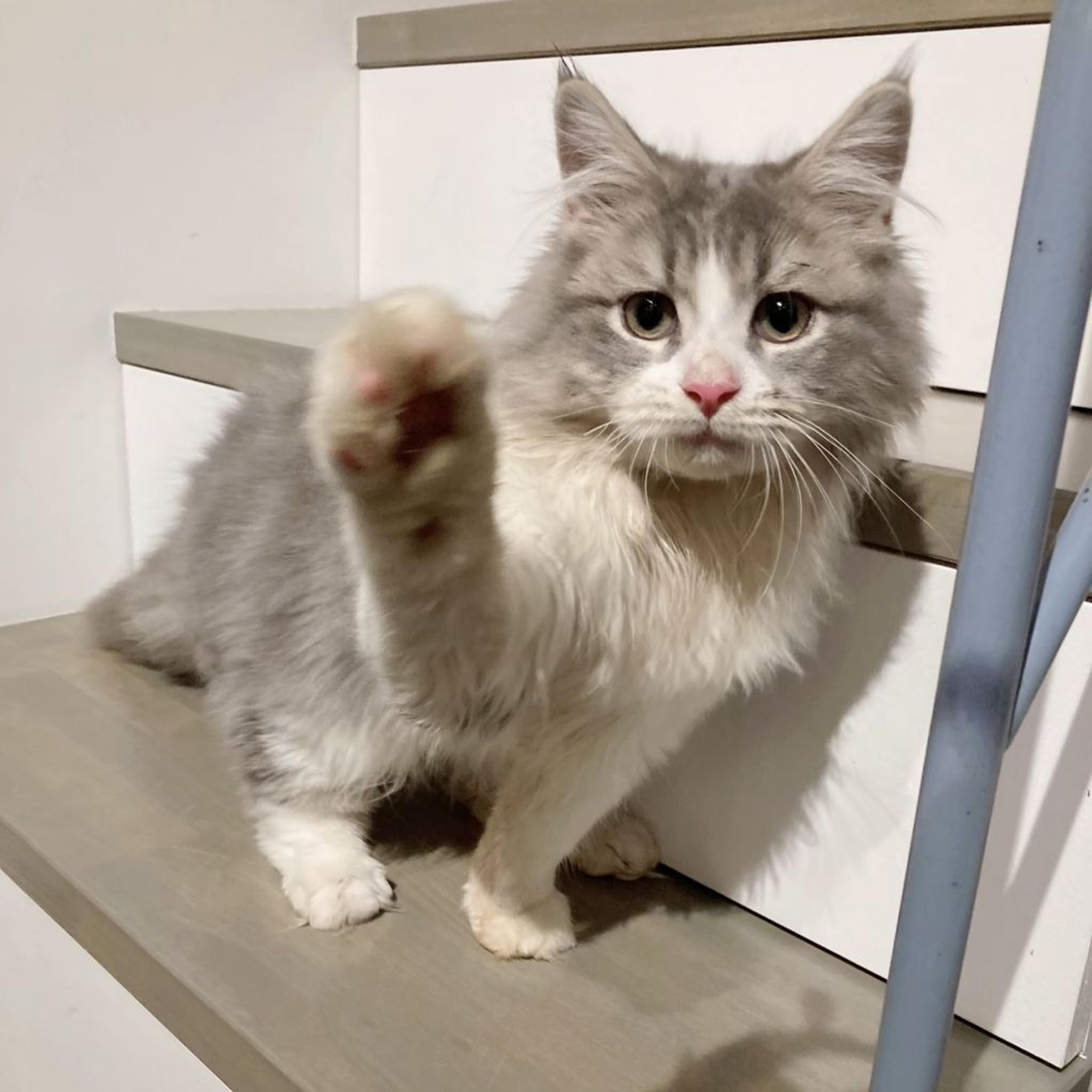 pet-image-5