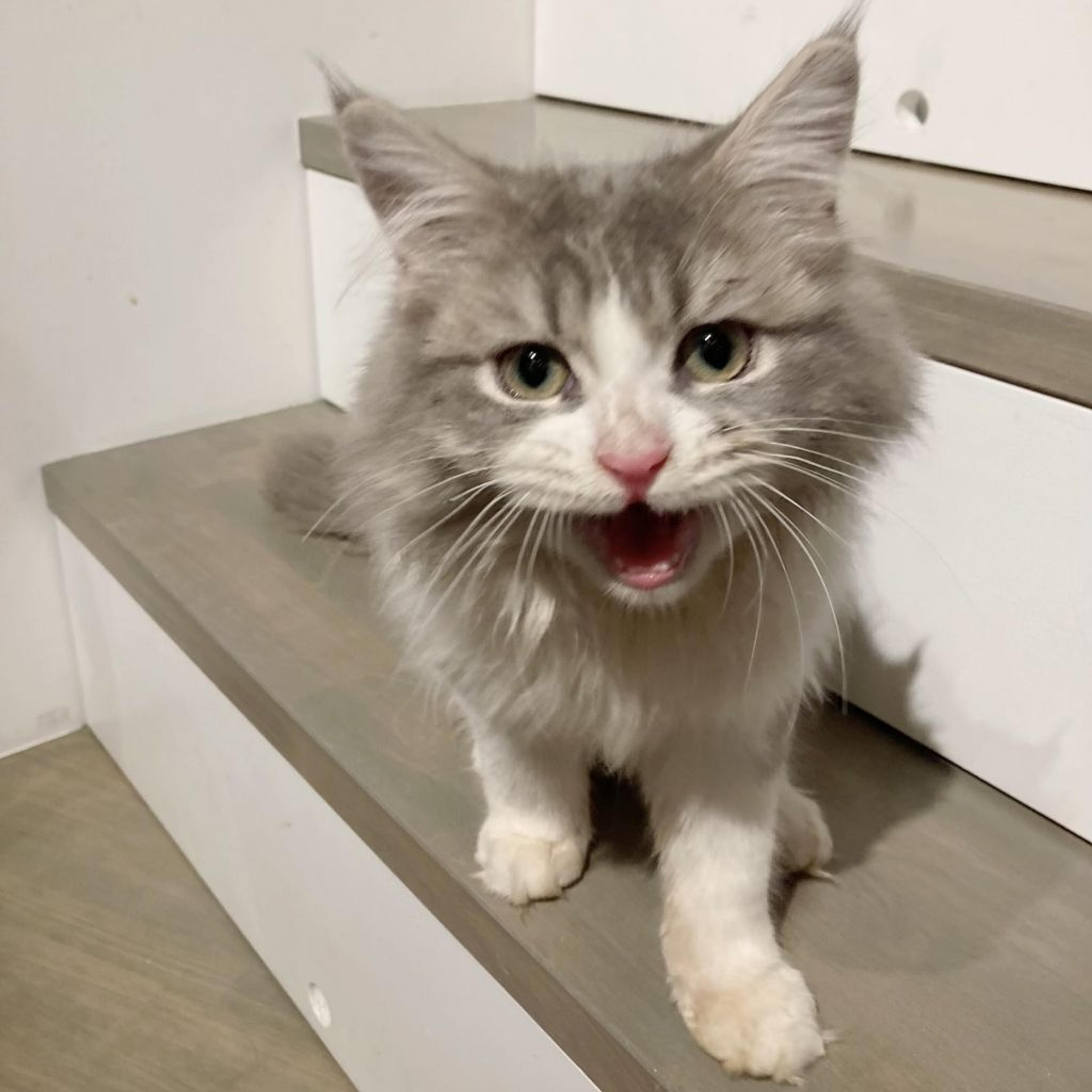pet-image-6