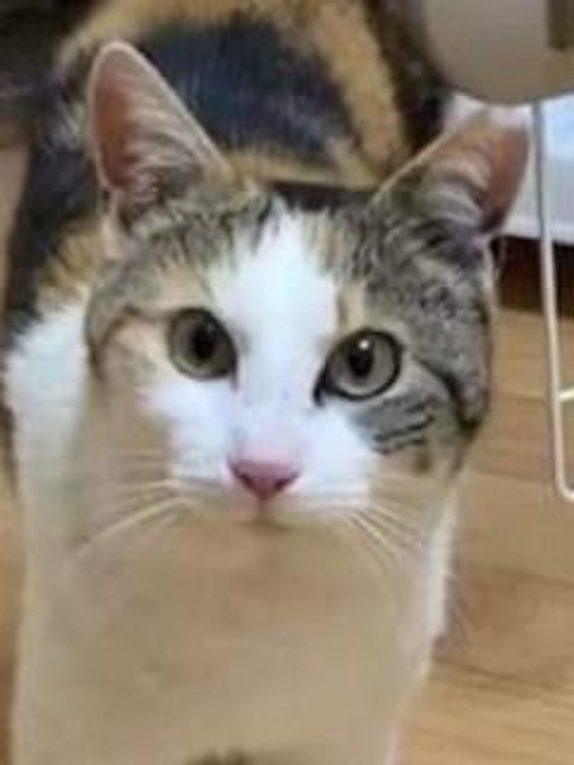 雑種（ミックス猫）・メスの里親募集の写真