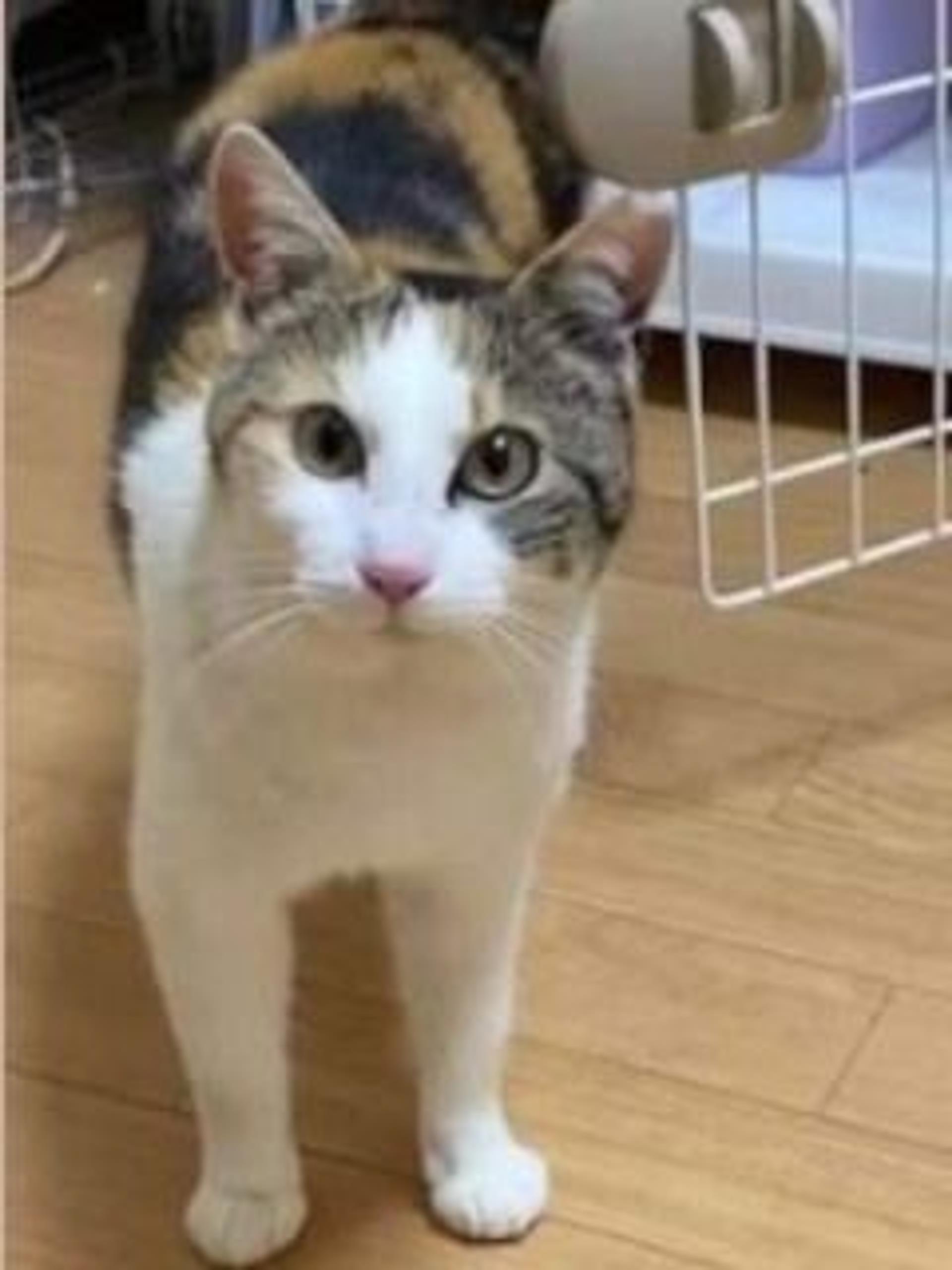 pet-image-5
