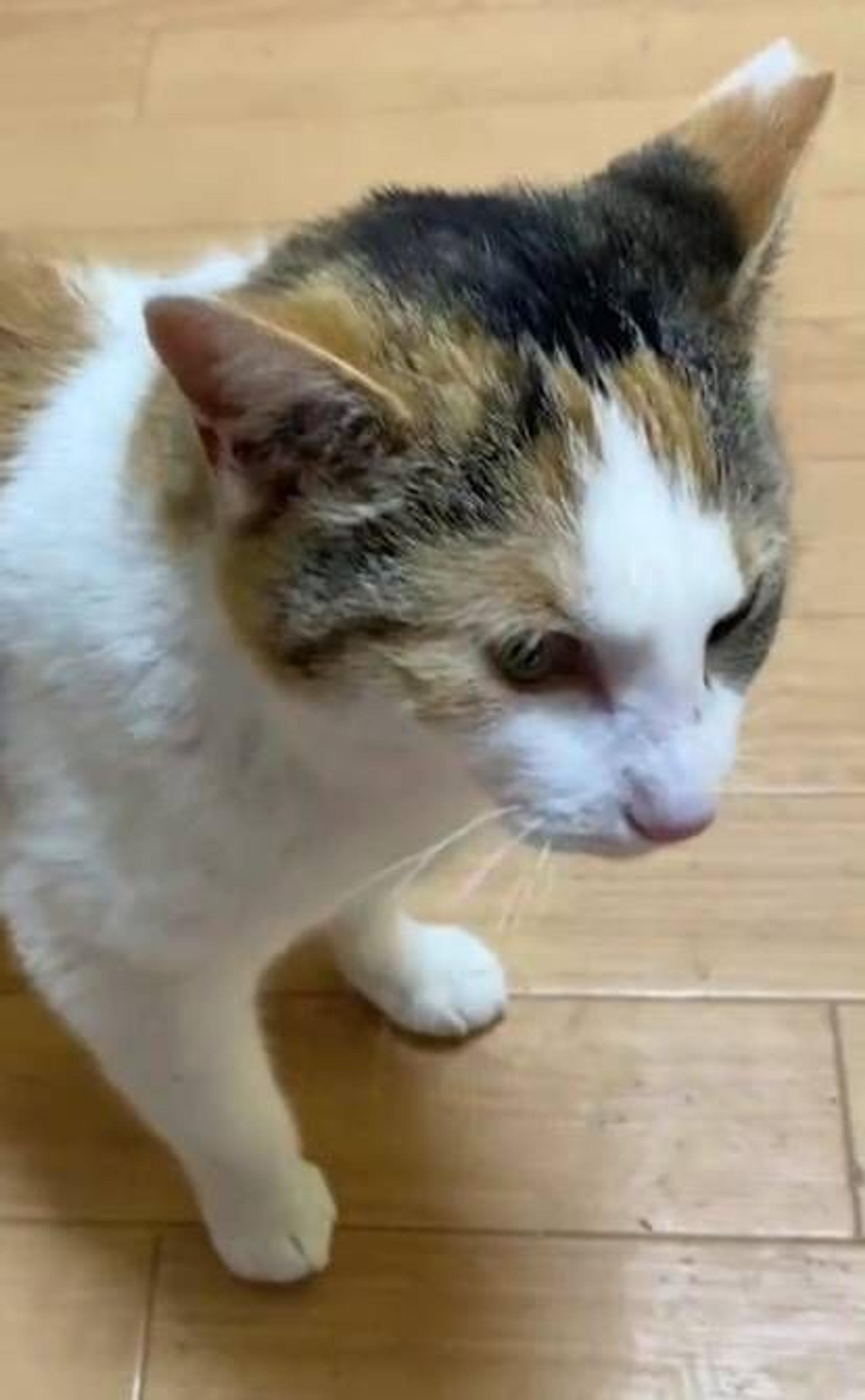 pet-image-2