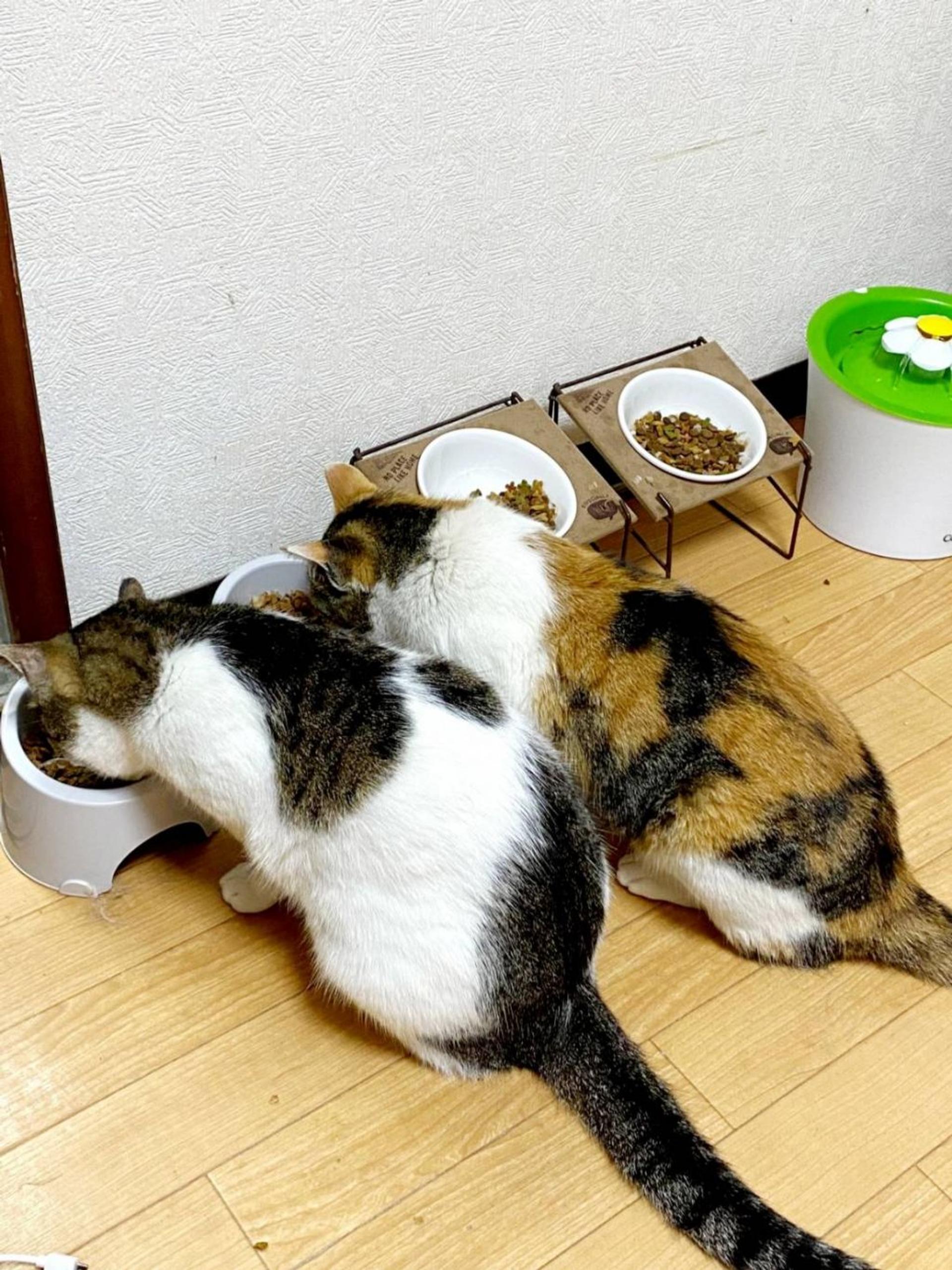 pet-image-6