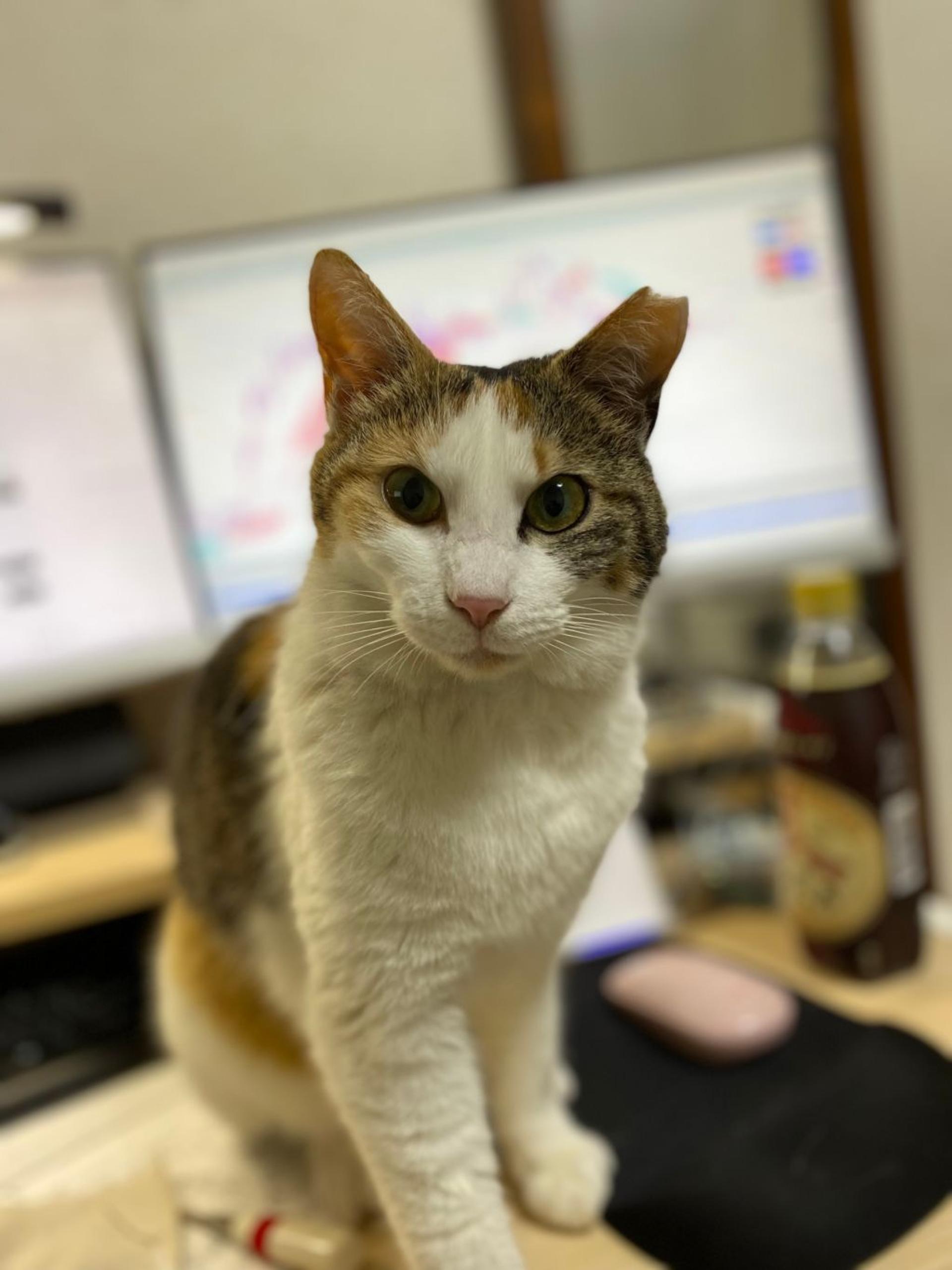 pet-image-7