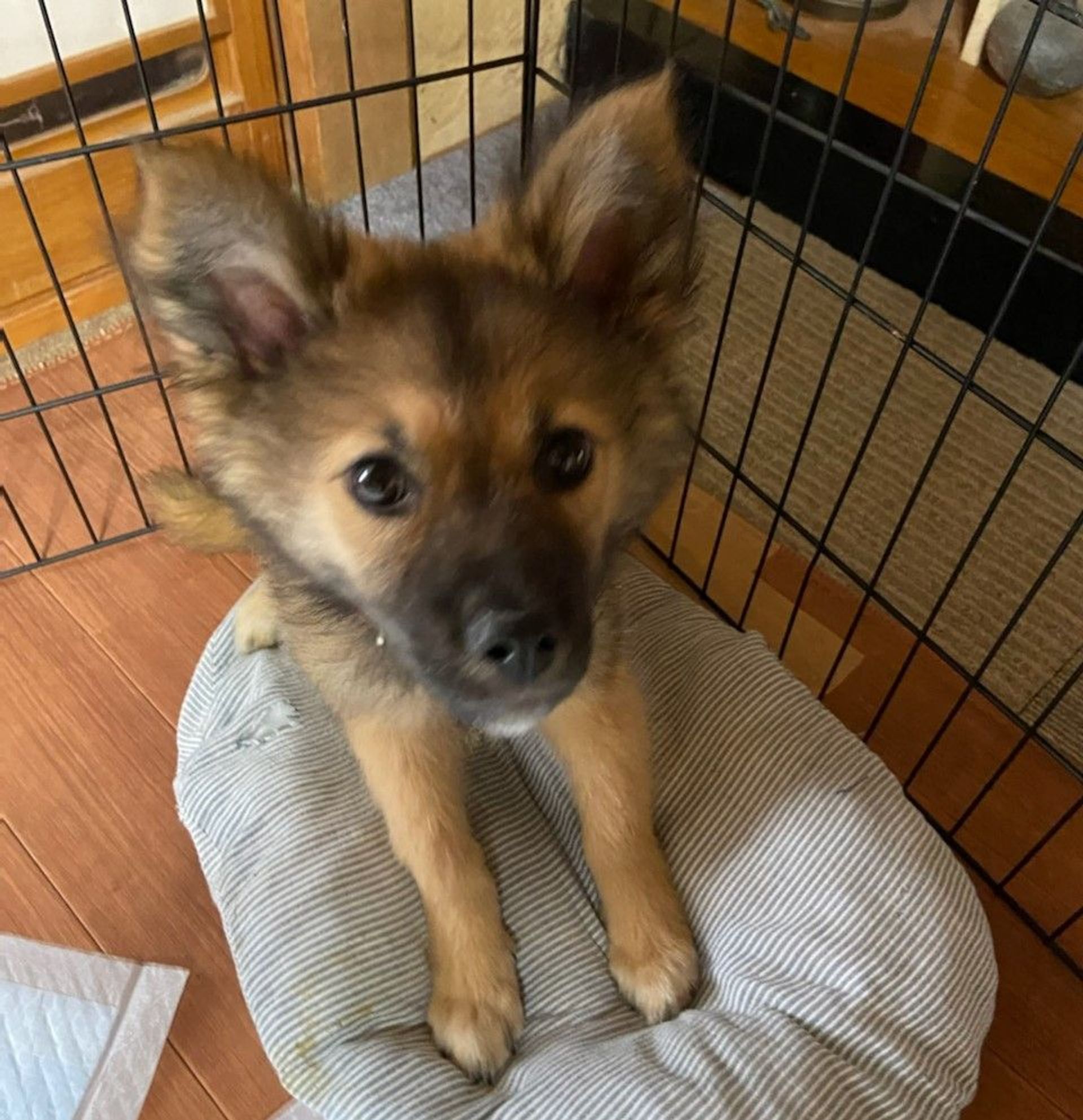 雑種（ミックス犬）・オスの里親募集の写真