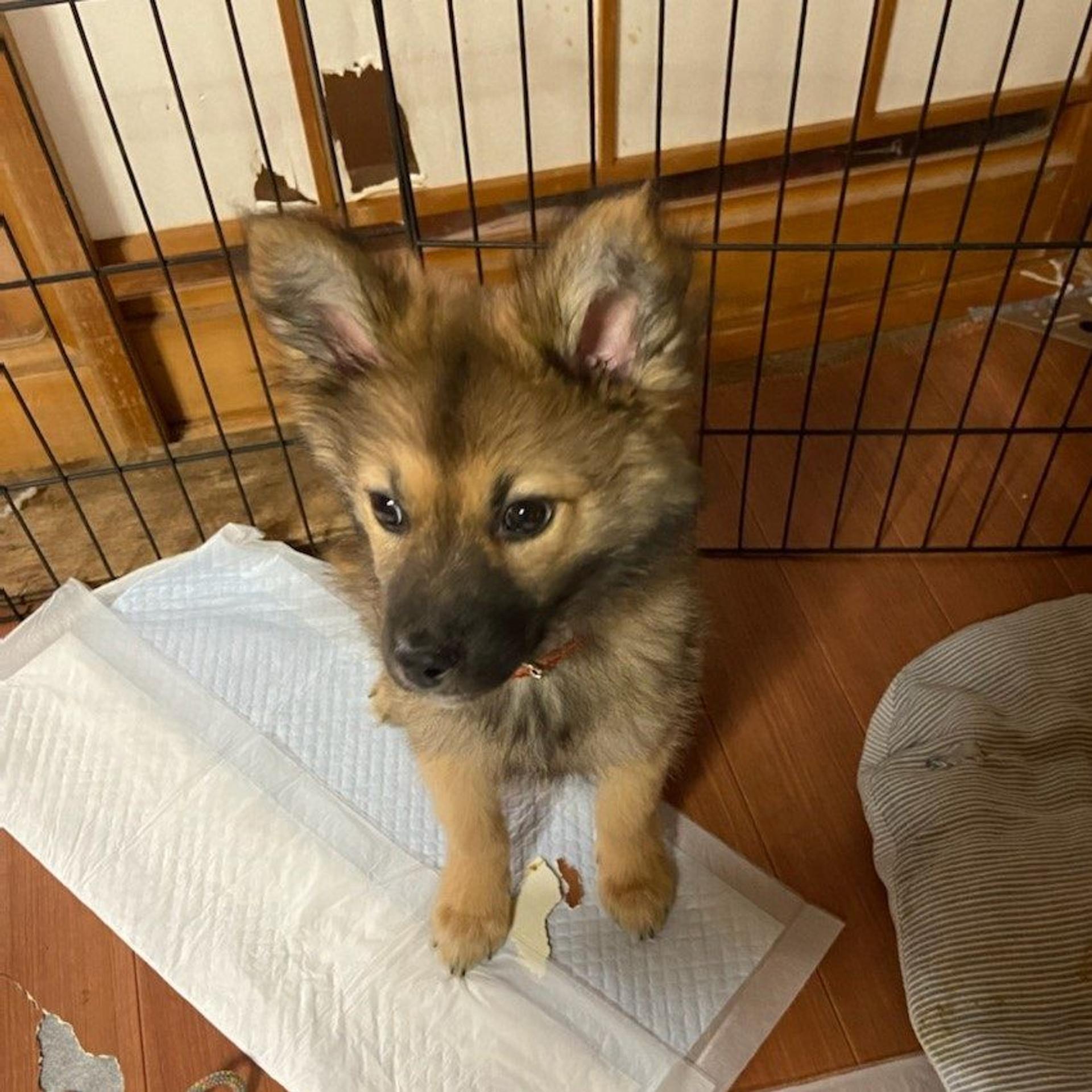 pet-image-4