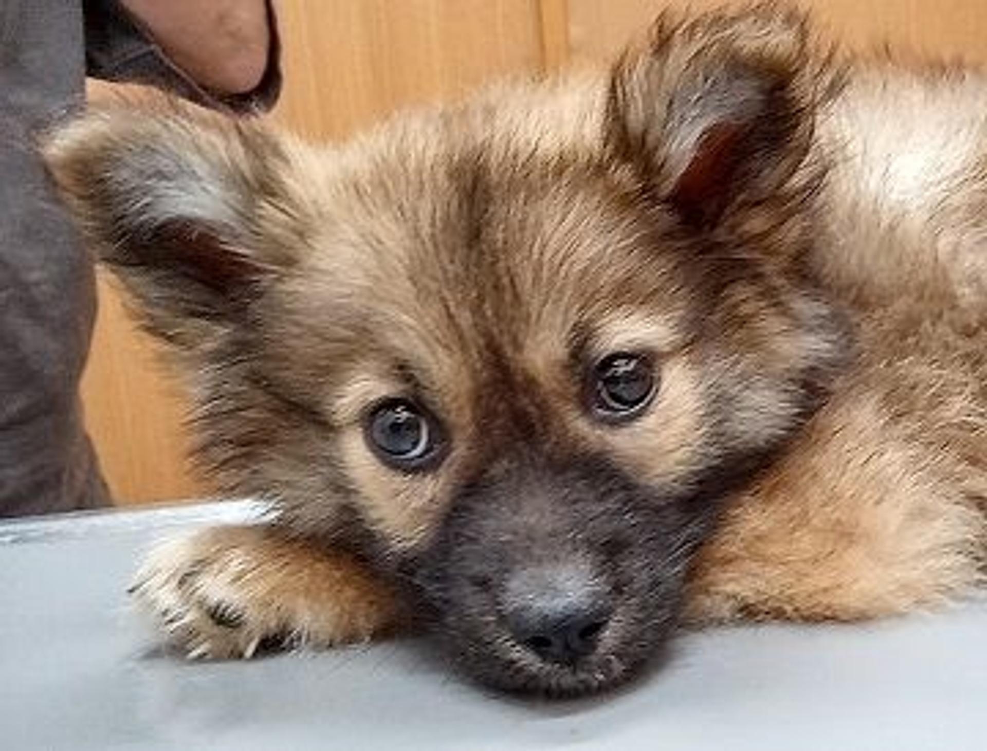 pet-image-5
