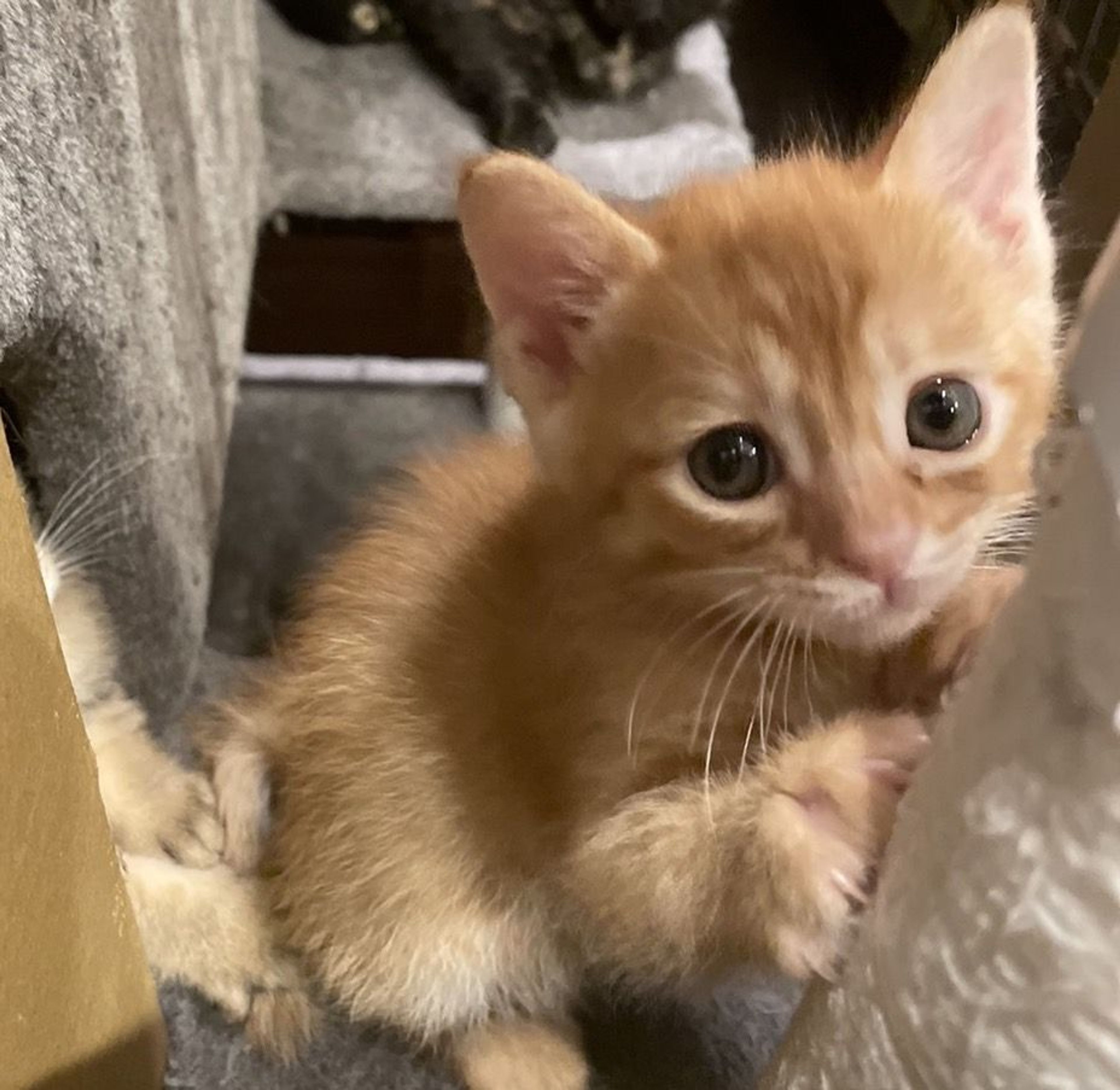 雑種（ミックス猫）・オスの里親募集の写真