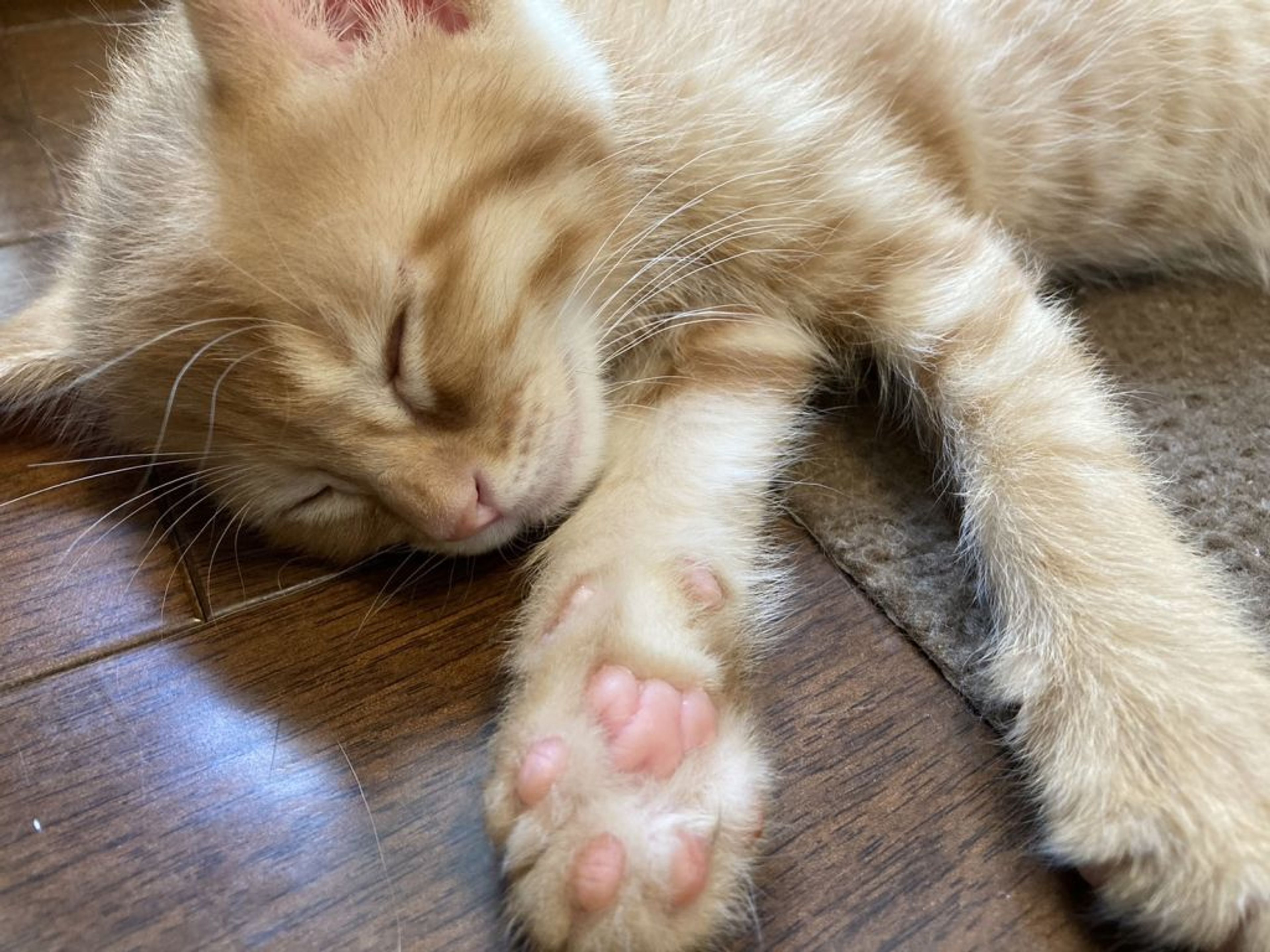 pet-image-3
