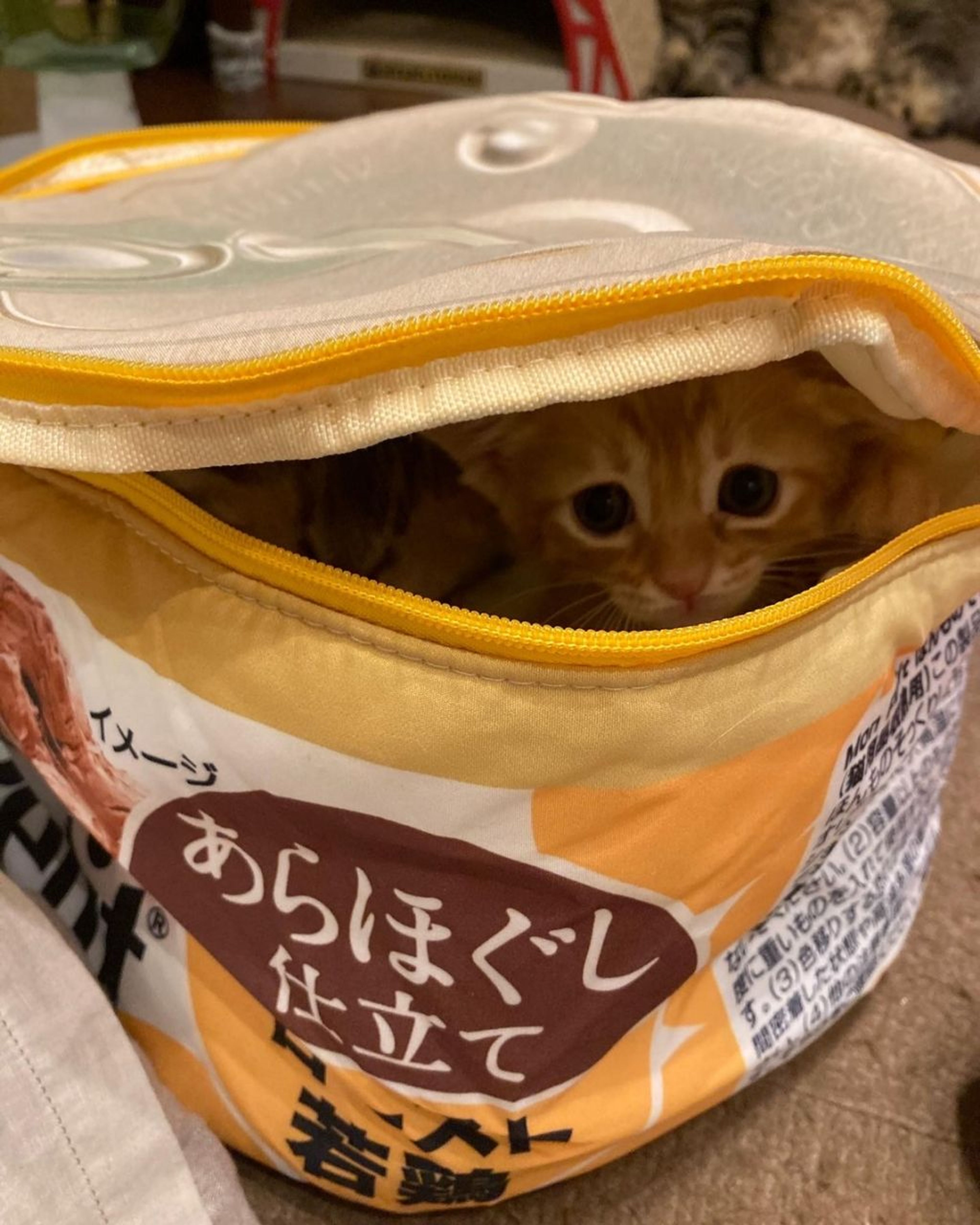 pet-image-4