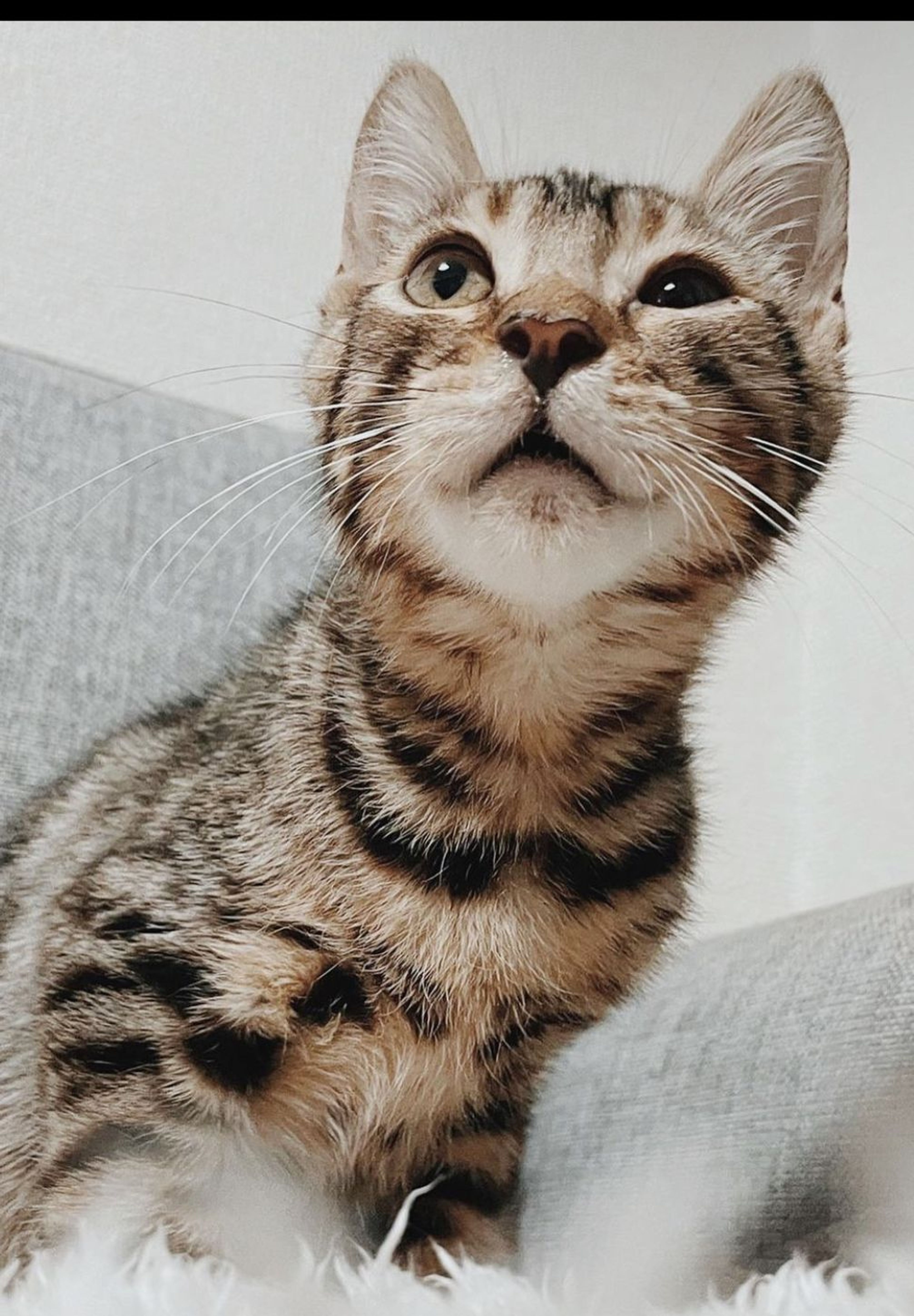 ベンガル・メスの里親募集の写真