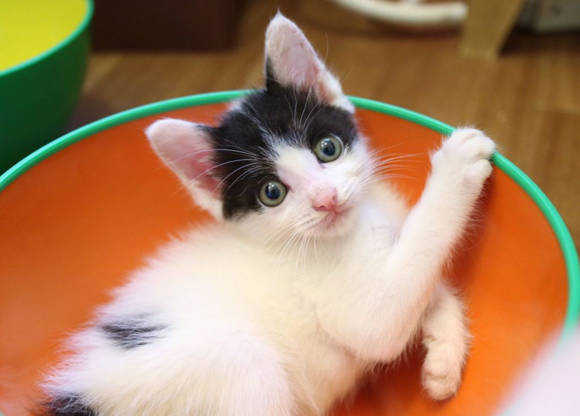 雑種（ミックス猫）・オスの里親募集の写真