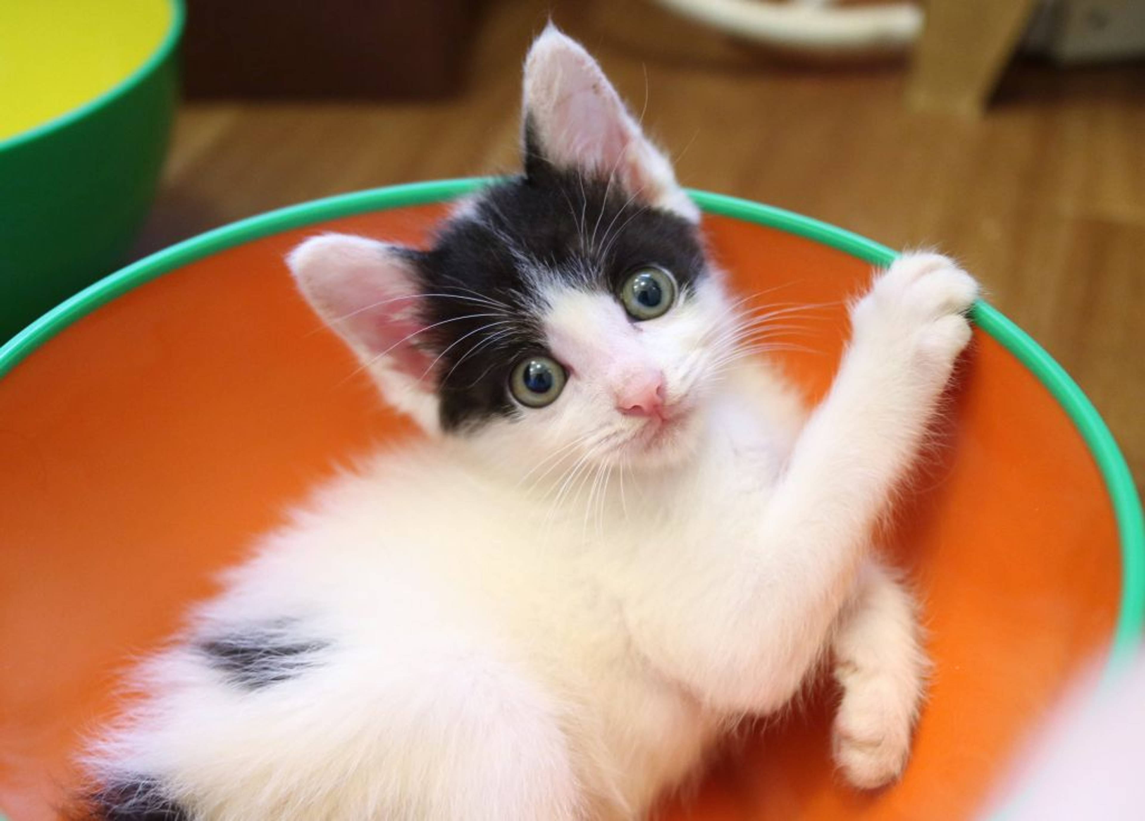 雑種（ミックス猫）・オスの里親募集の写真