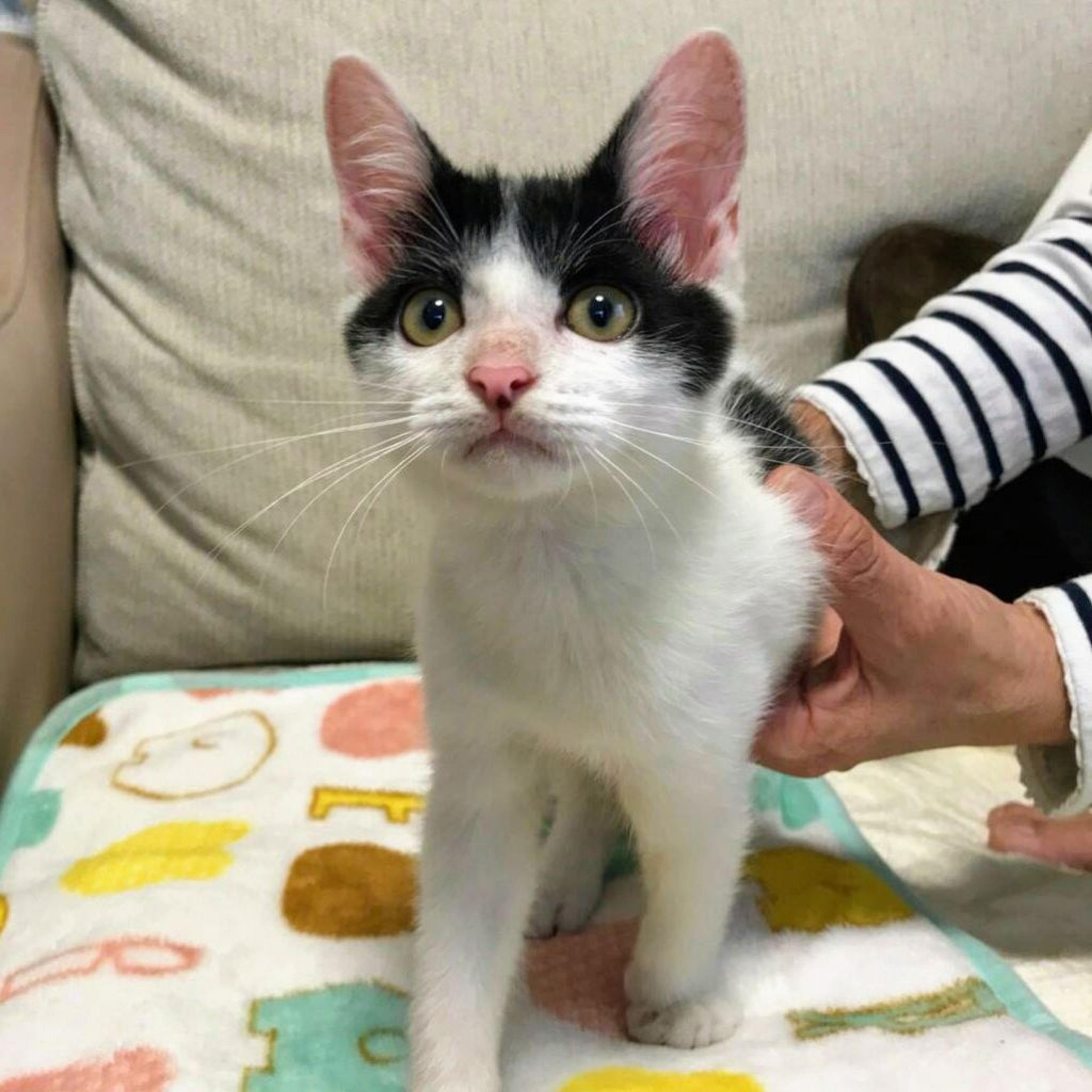 pet-image-2
