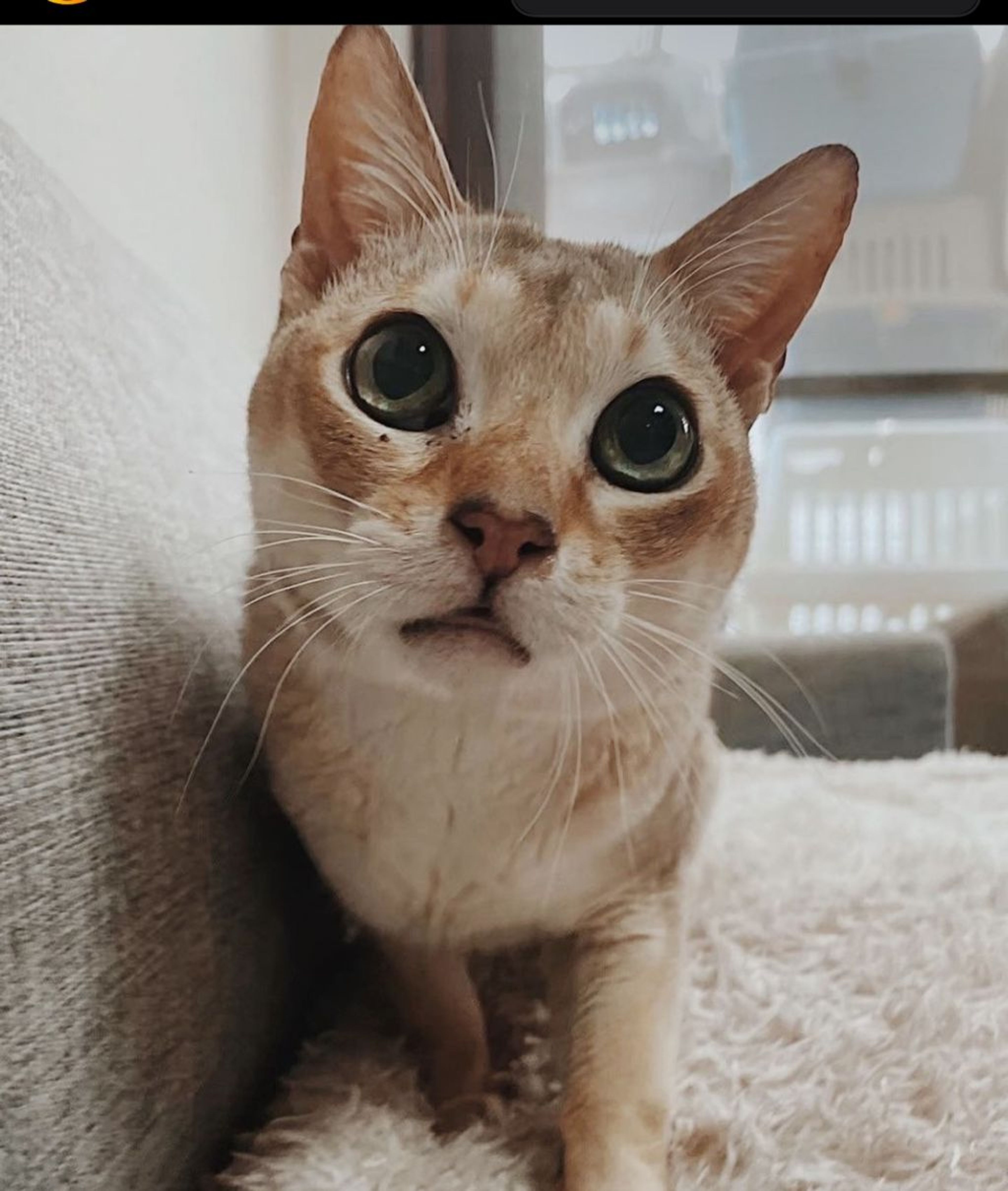 シンガプーラ・オスの里親募集の写真