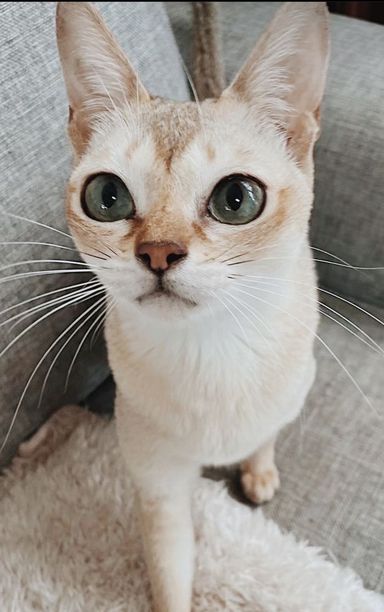 ラニカイの写真