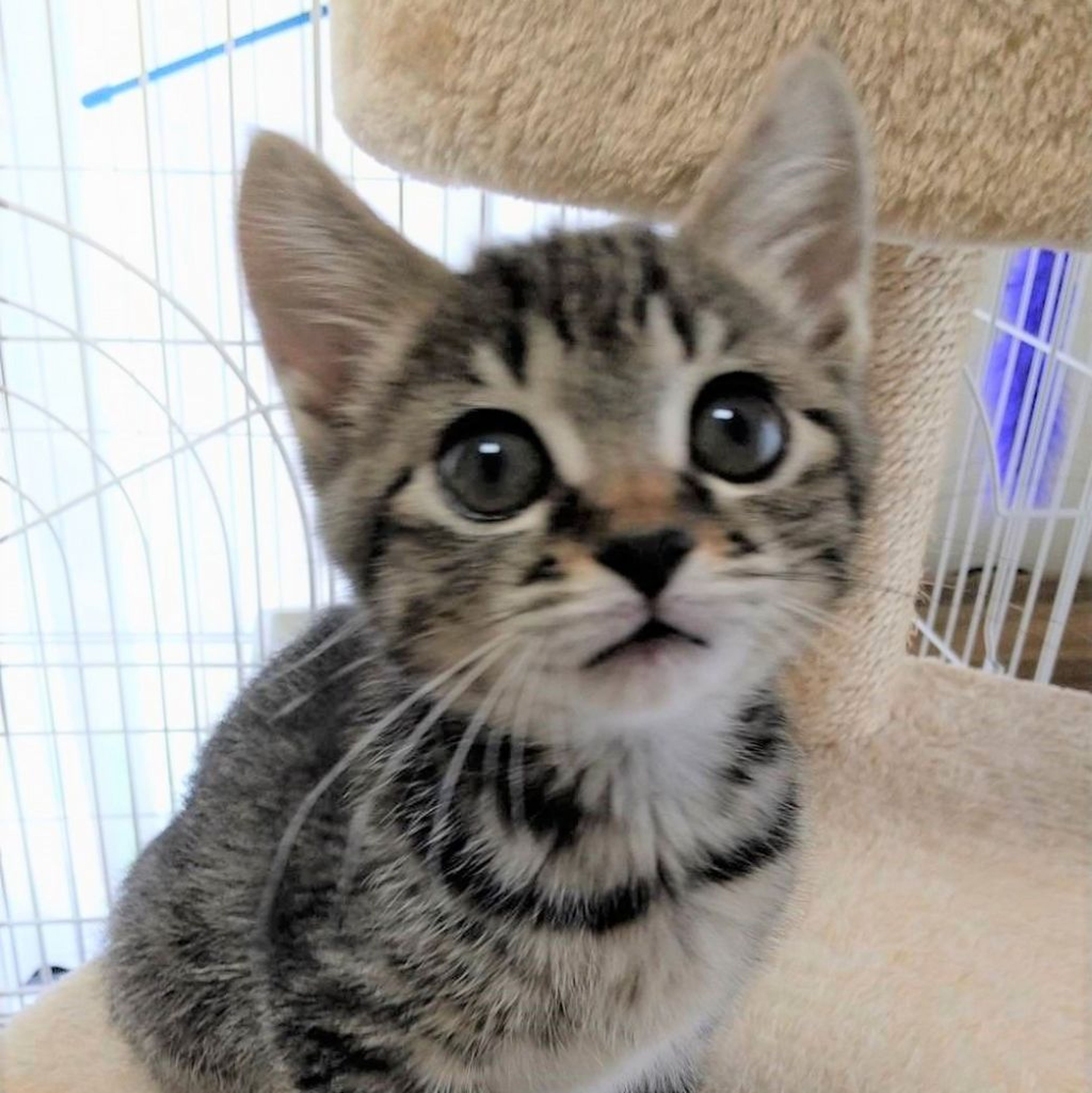 雑種（ミックス猫）・メスの里親募集の写真