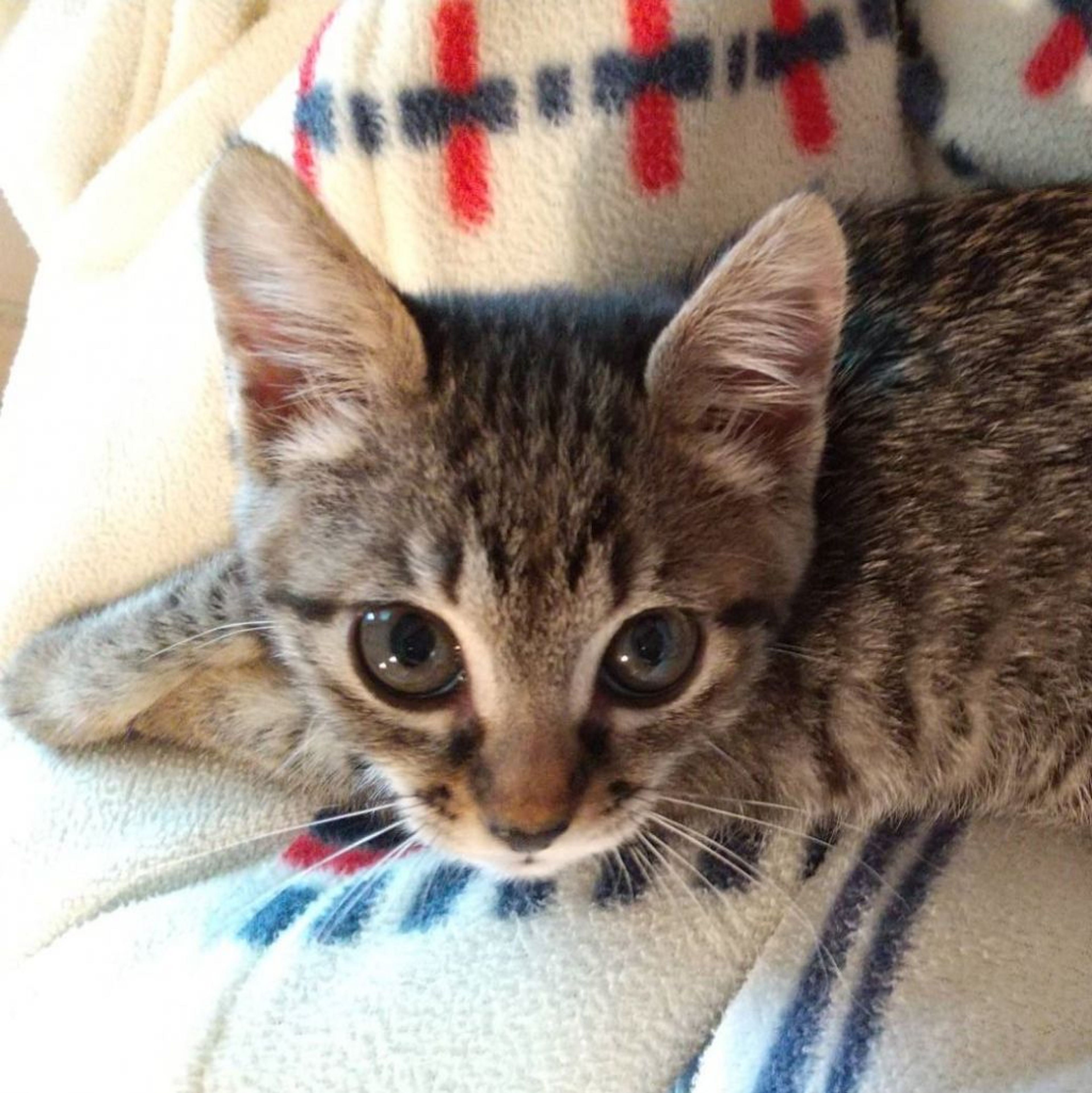 pet-image-2