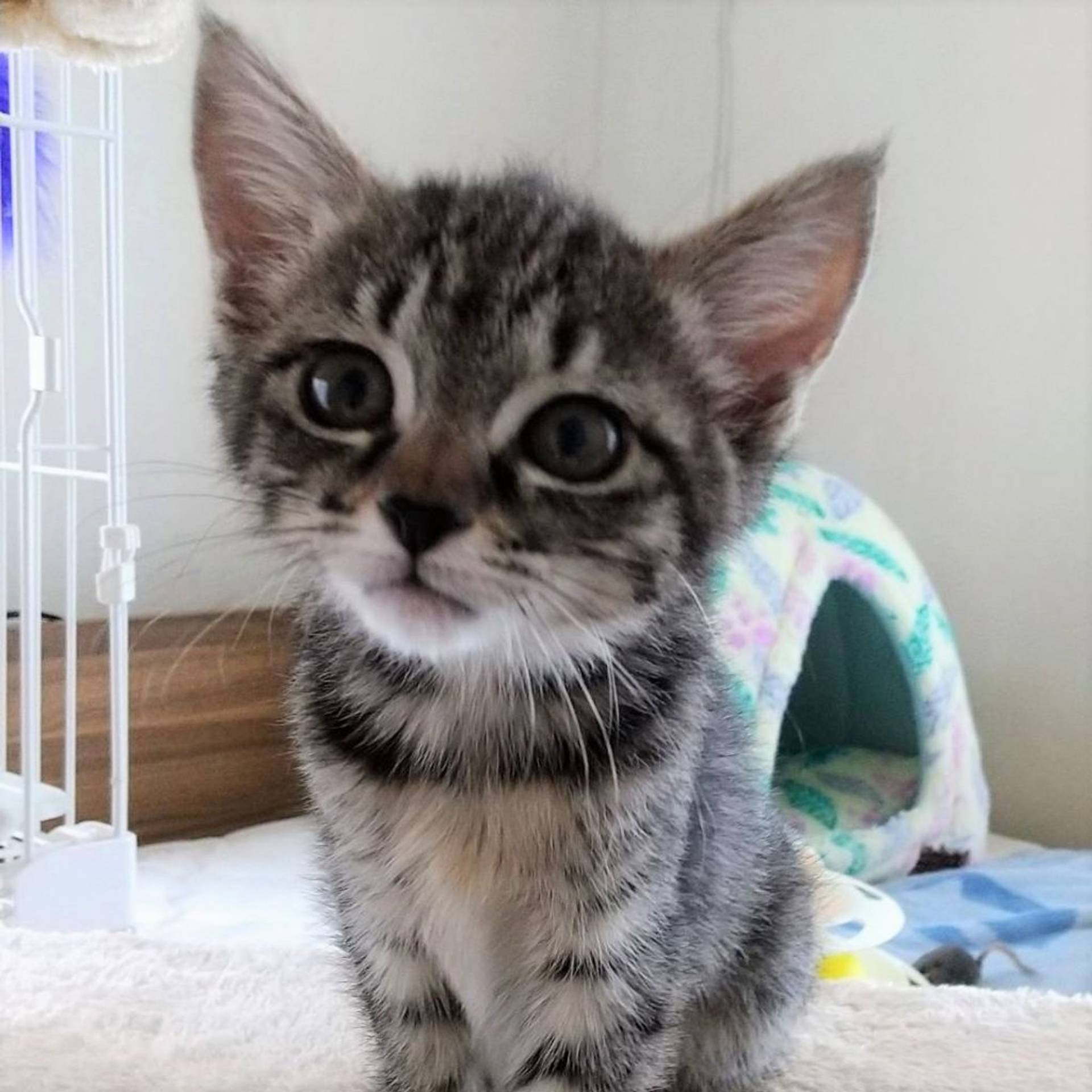 雑種（ミックス猫）・メスの里親募集の写真