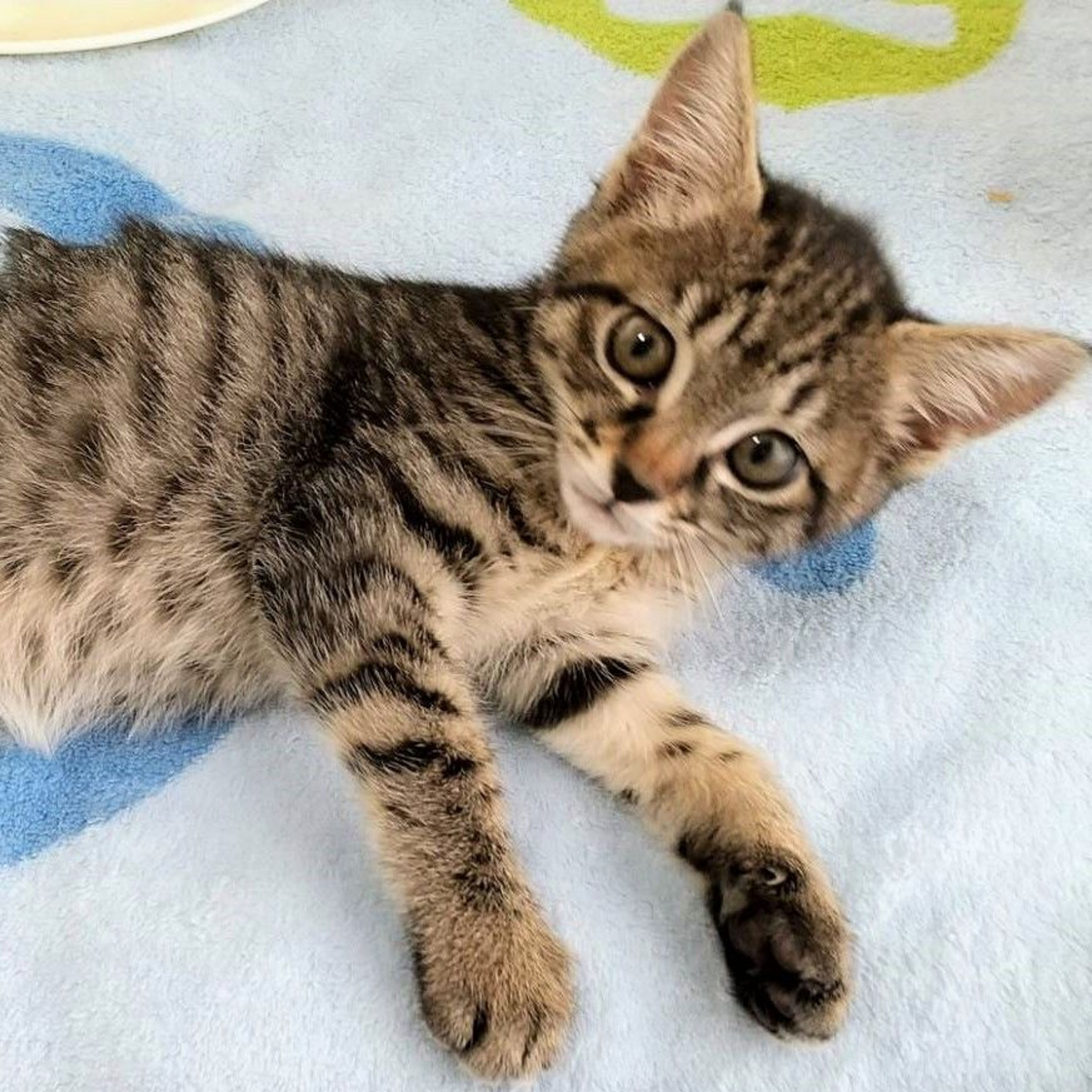 pet-image-2