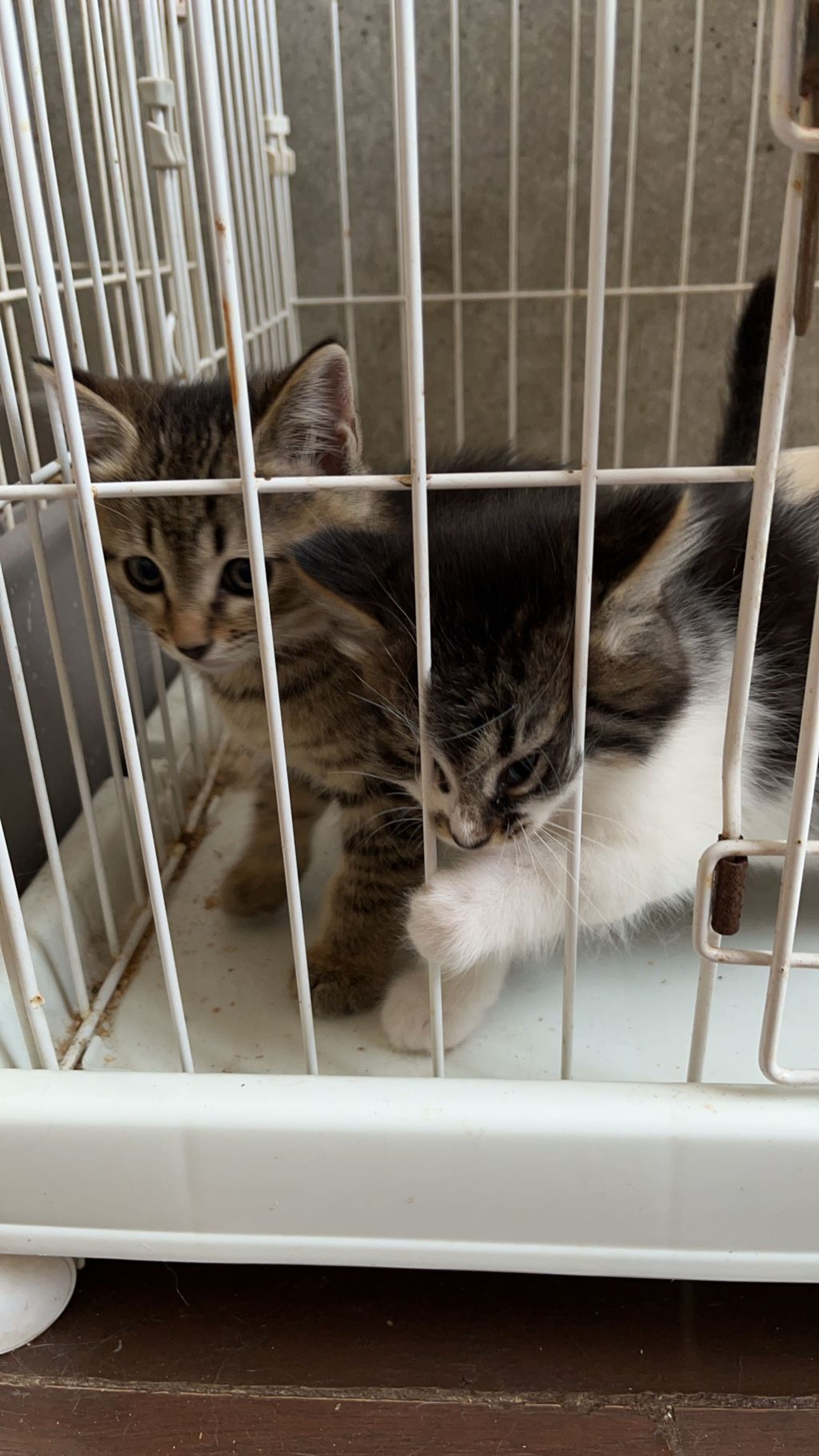 pet-image-3