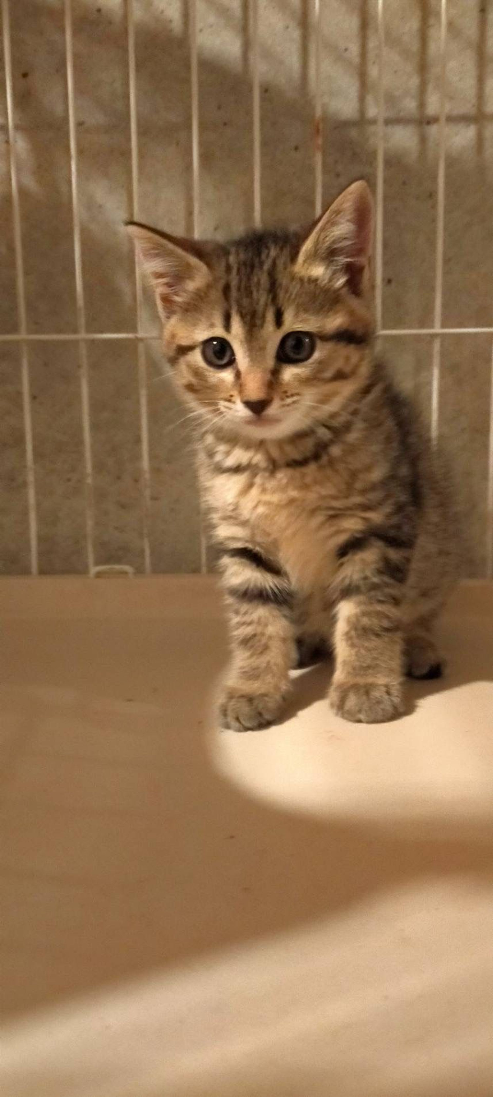 雑種（ミックス猫）・メスの里親募集の写真