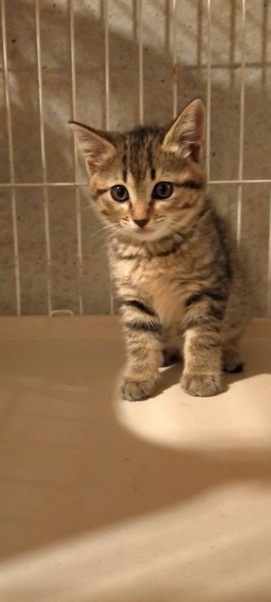 おはぎ