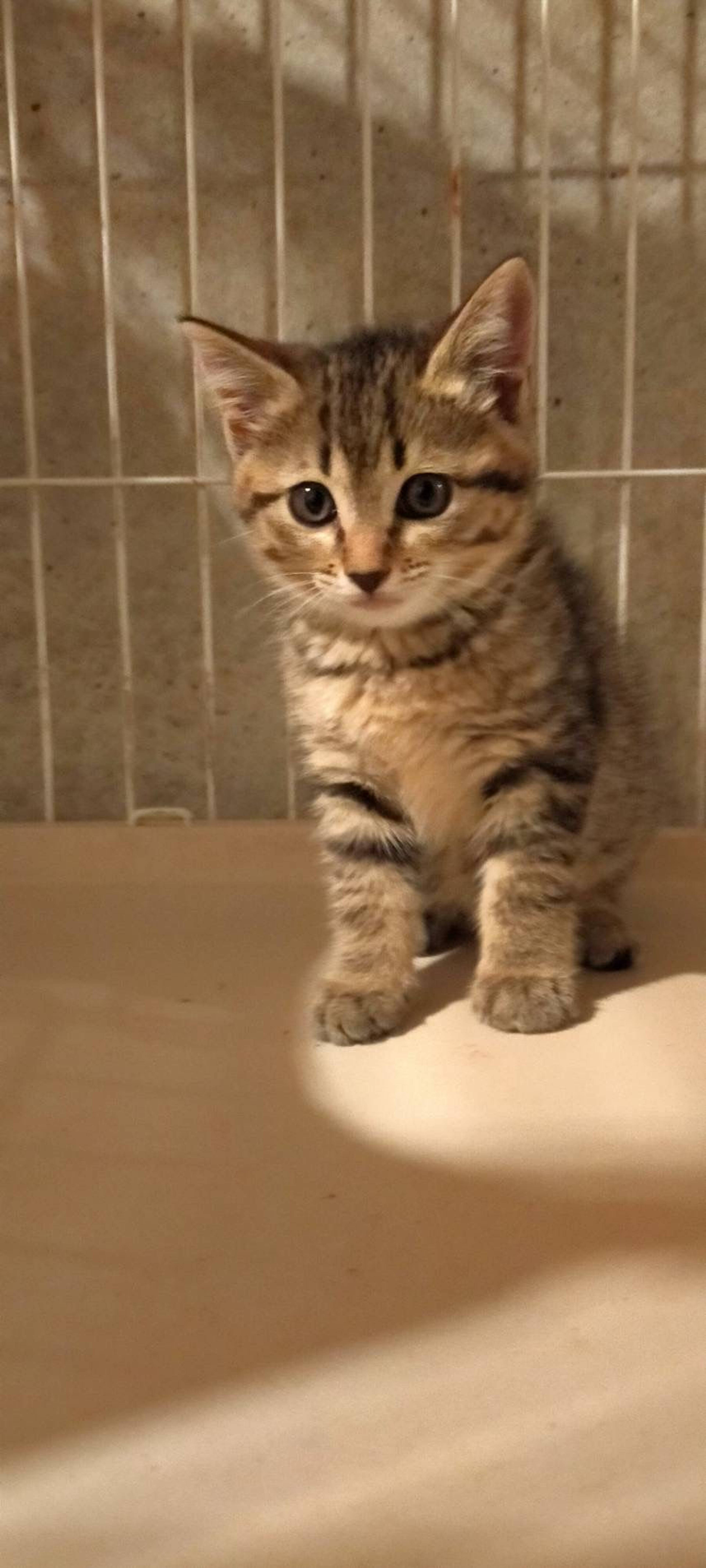 雑種（ミックス猫）・メスの里親募集の写真