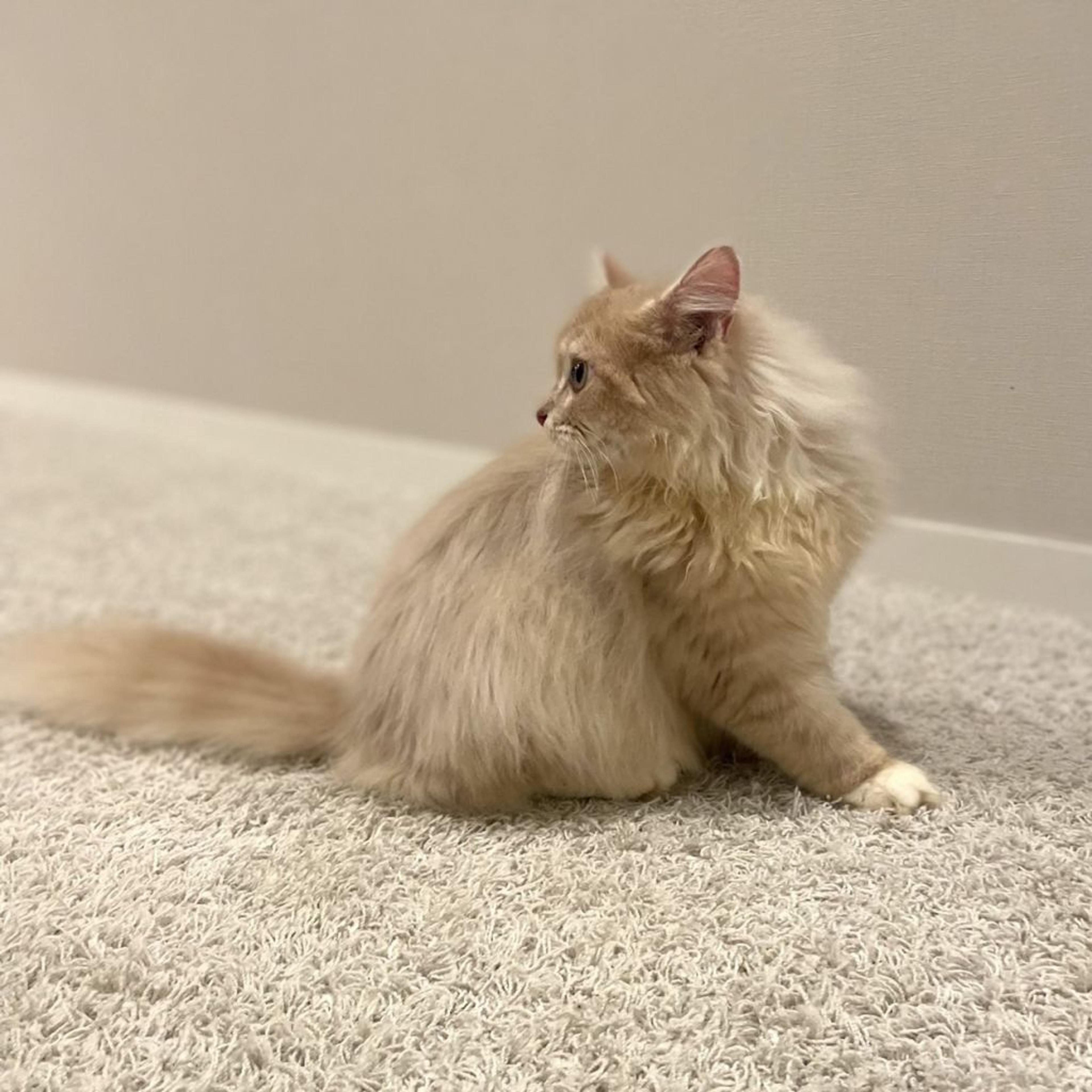 pet-image-2