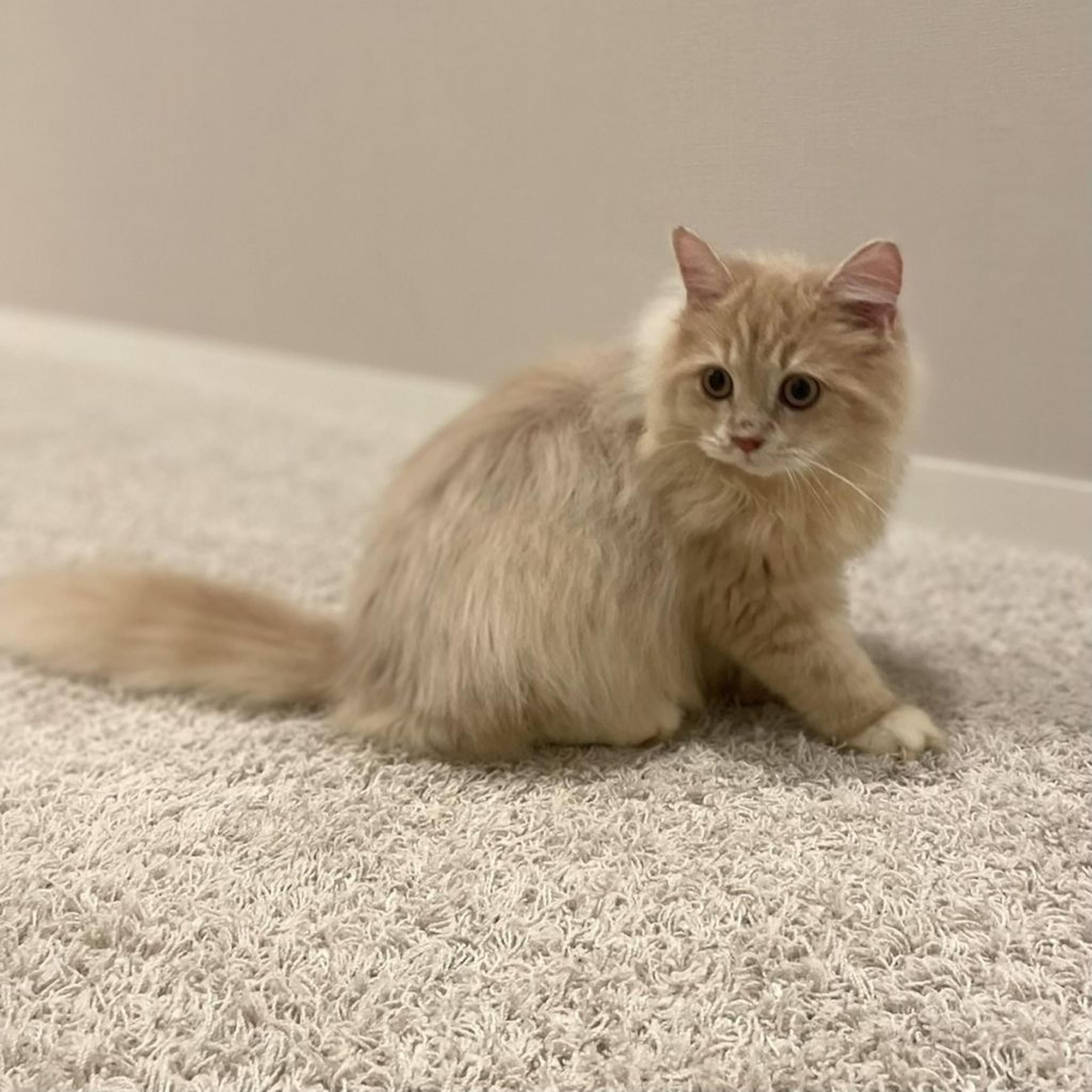 pet-image-3