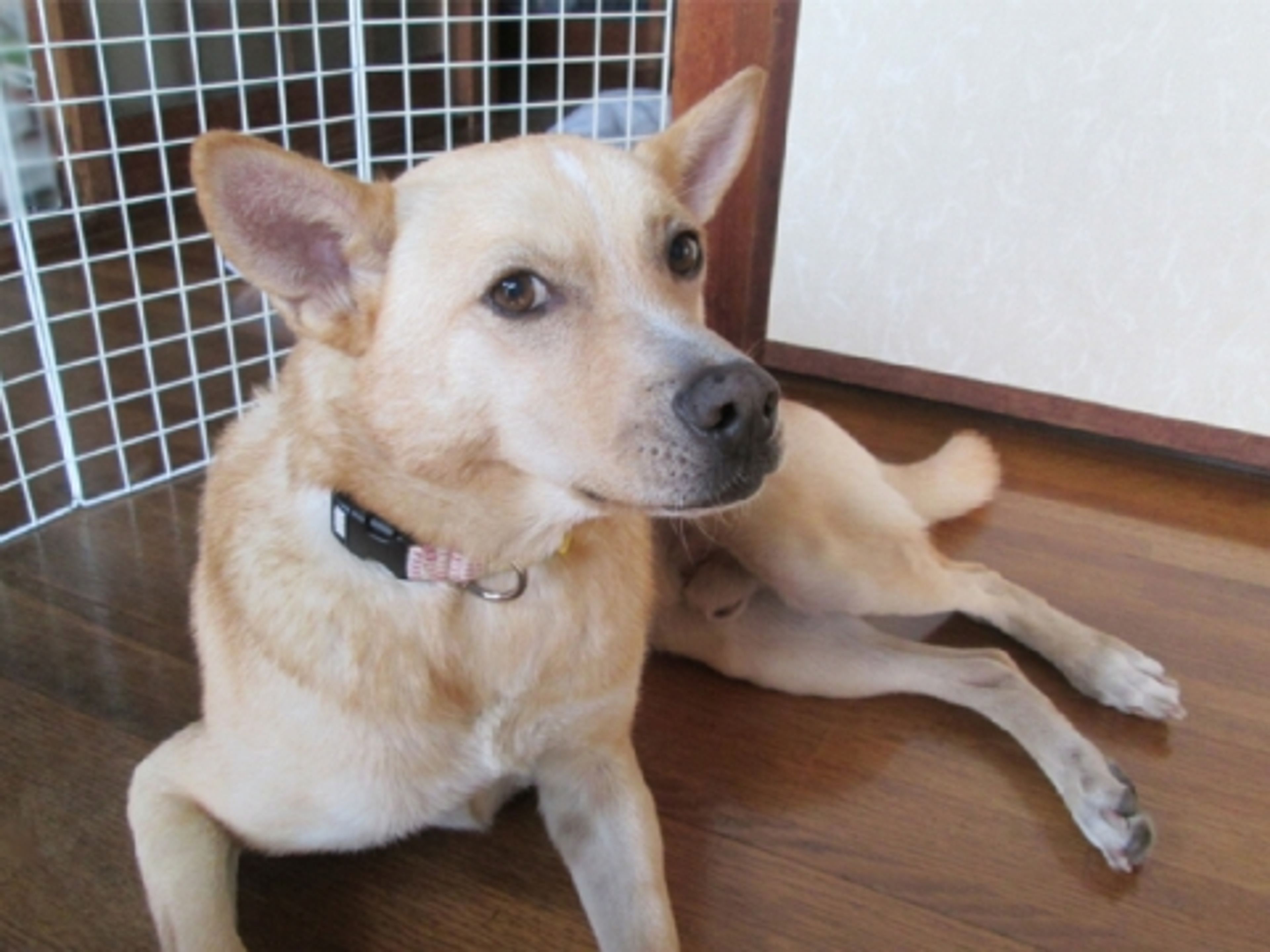 雑種（ミックス犬）・オスの里親募集の写真