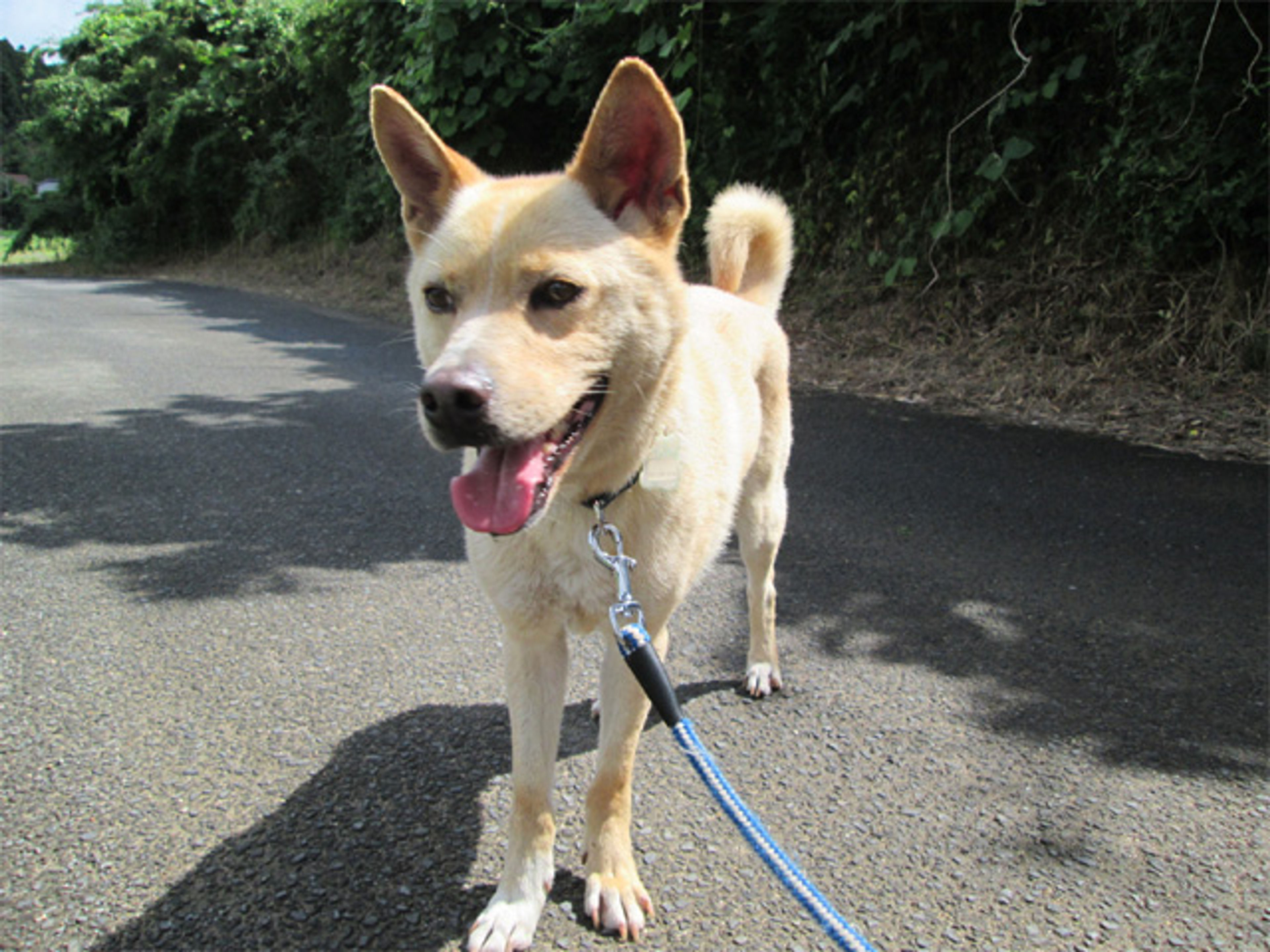 pet-image-2