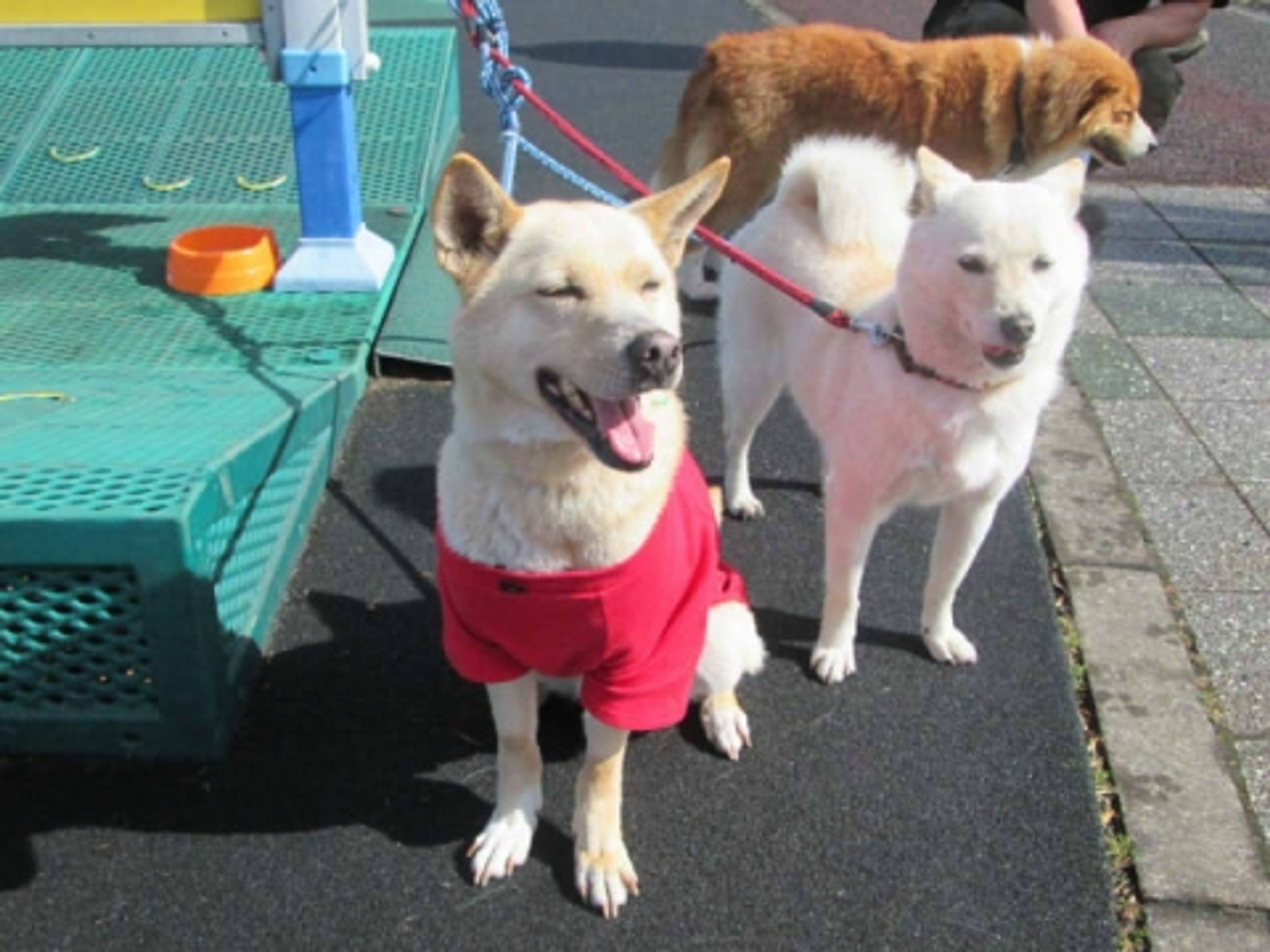 pet-image-3