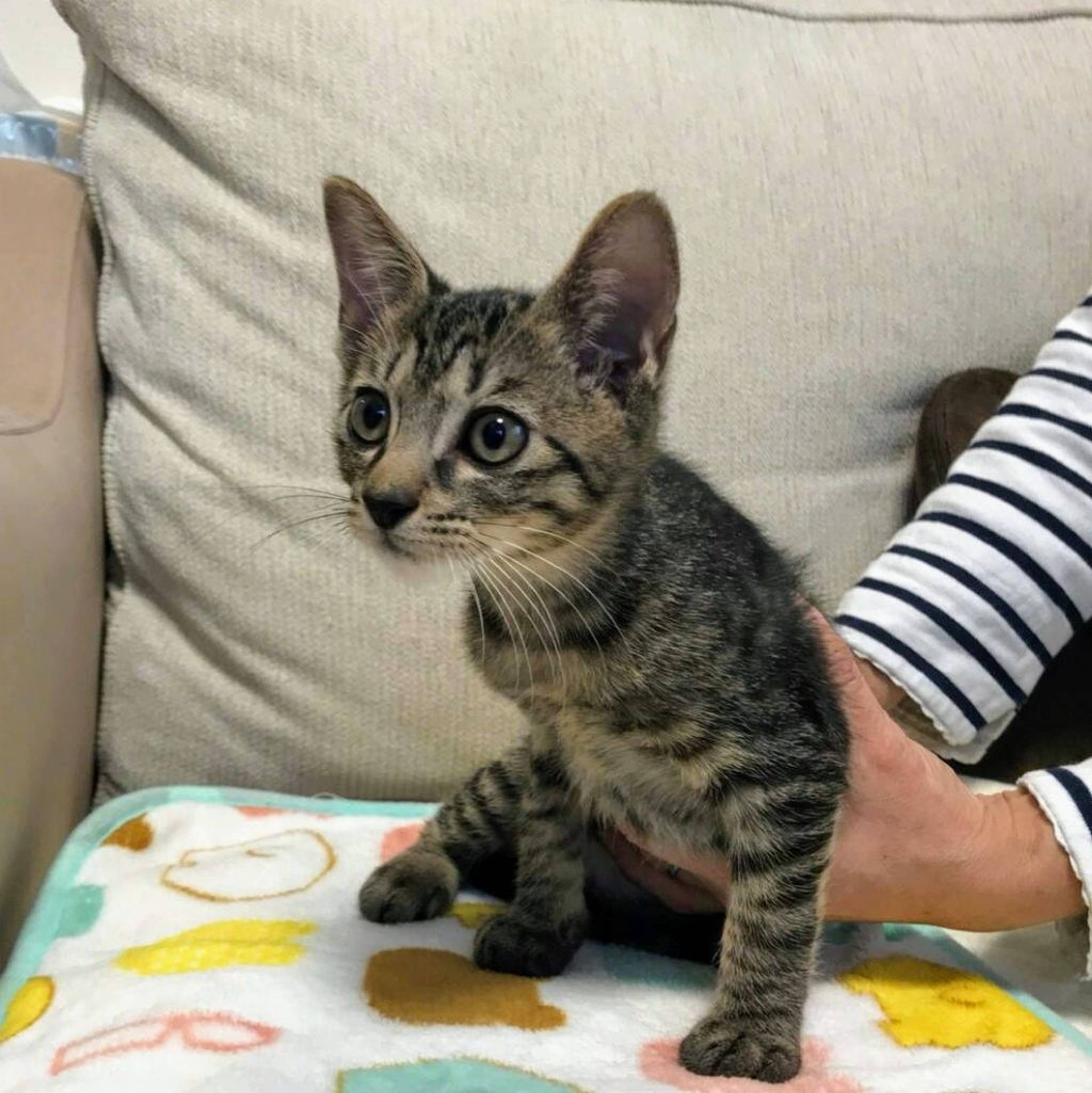 雑種（ミックス猫）・オスの里親募集の写真