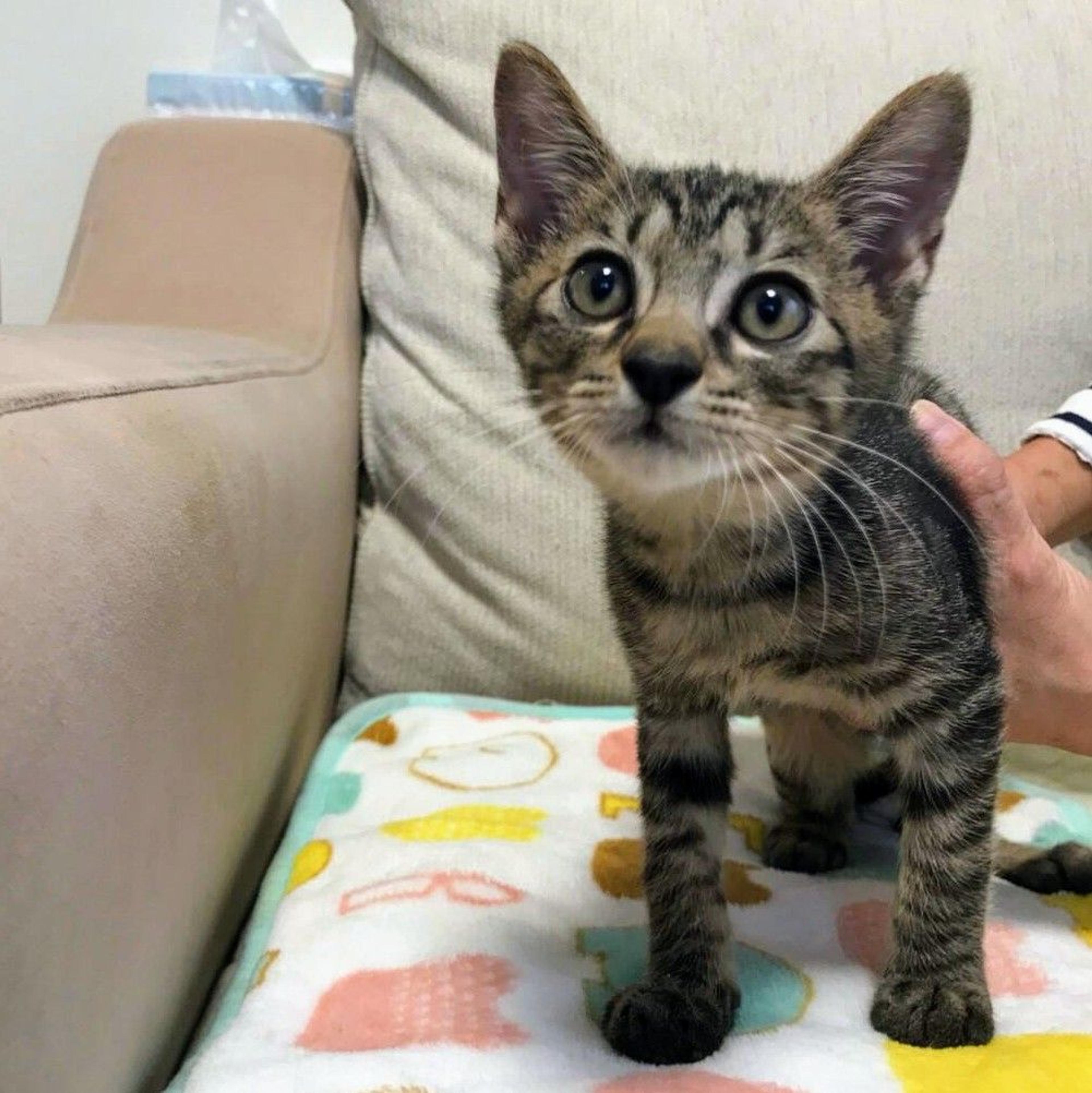 pet-image-2