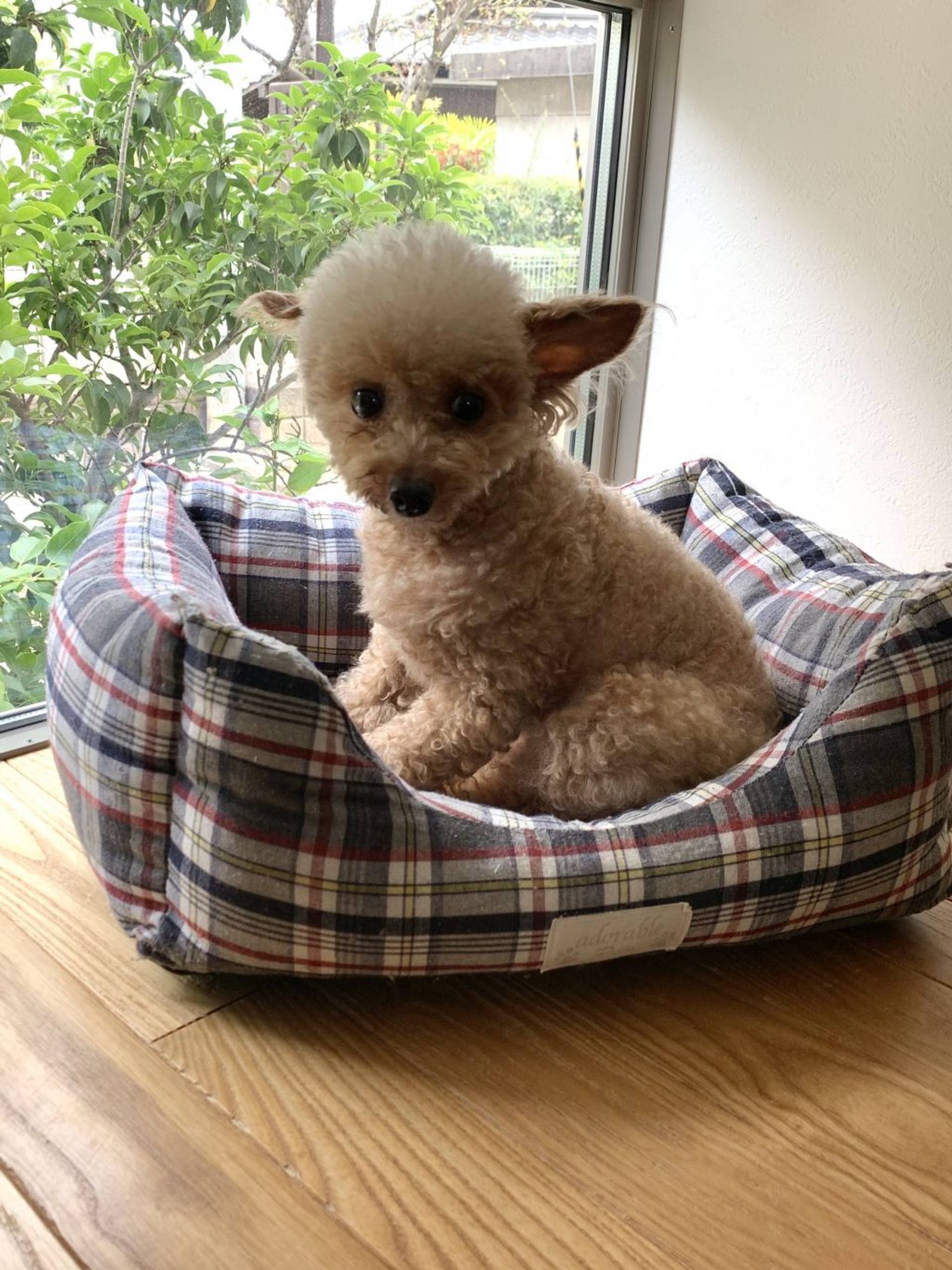 トイプードル・オスの里親募集の写真