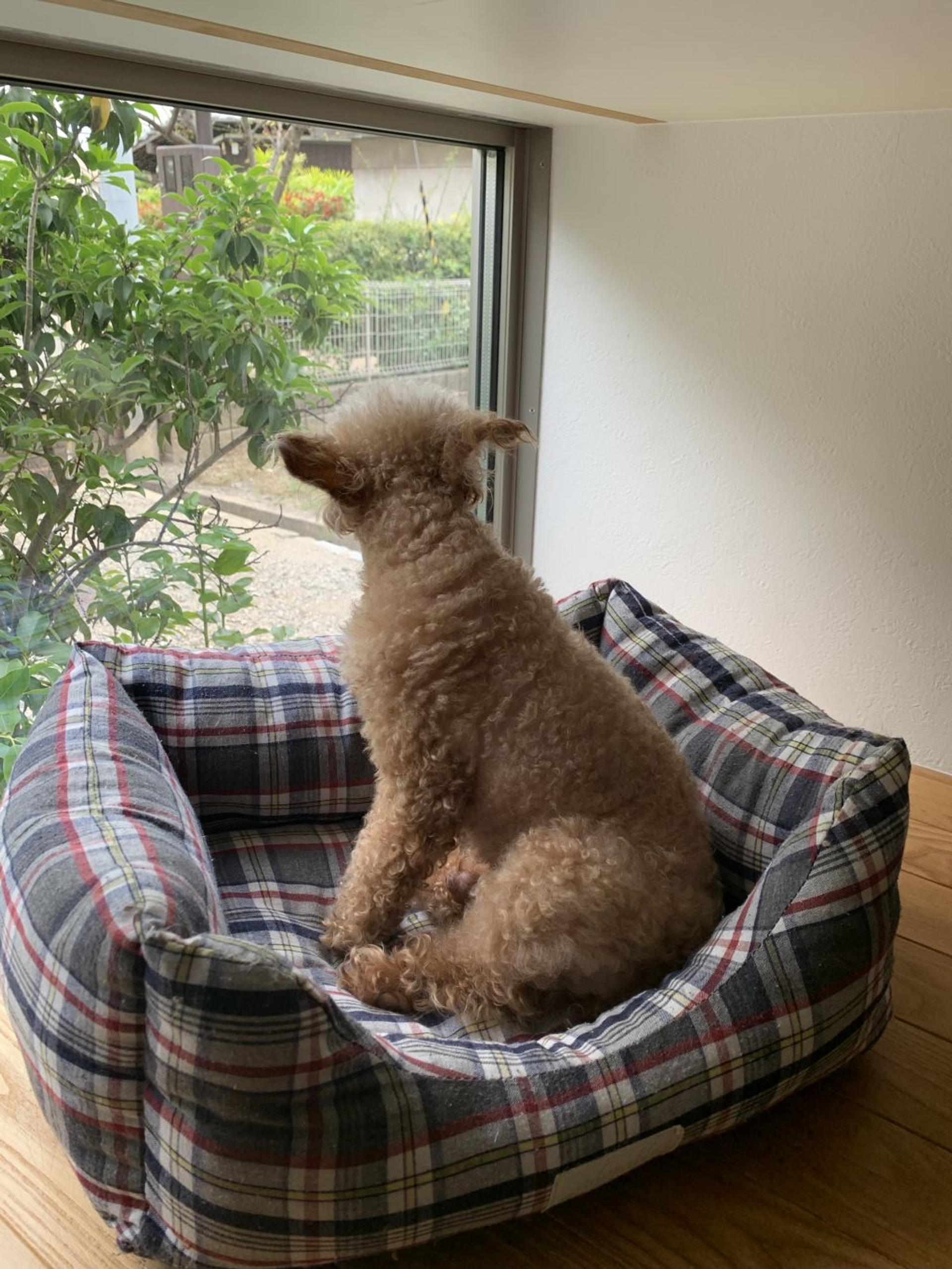 pet-image-2