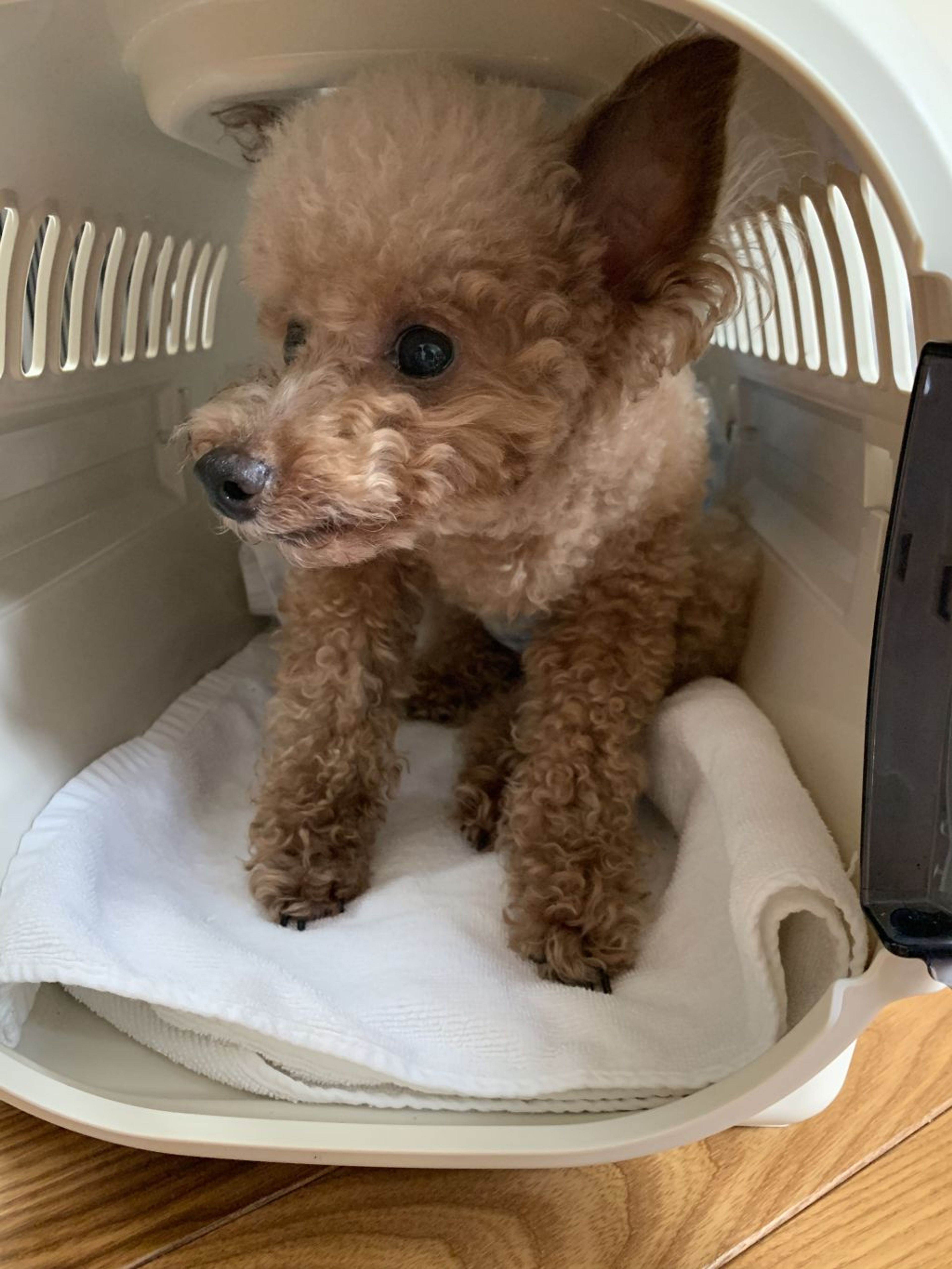 pet-image-3
