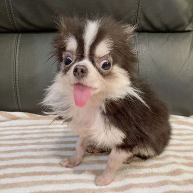 チップ