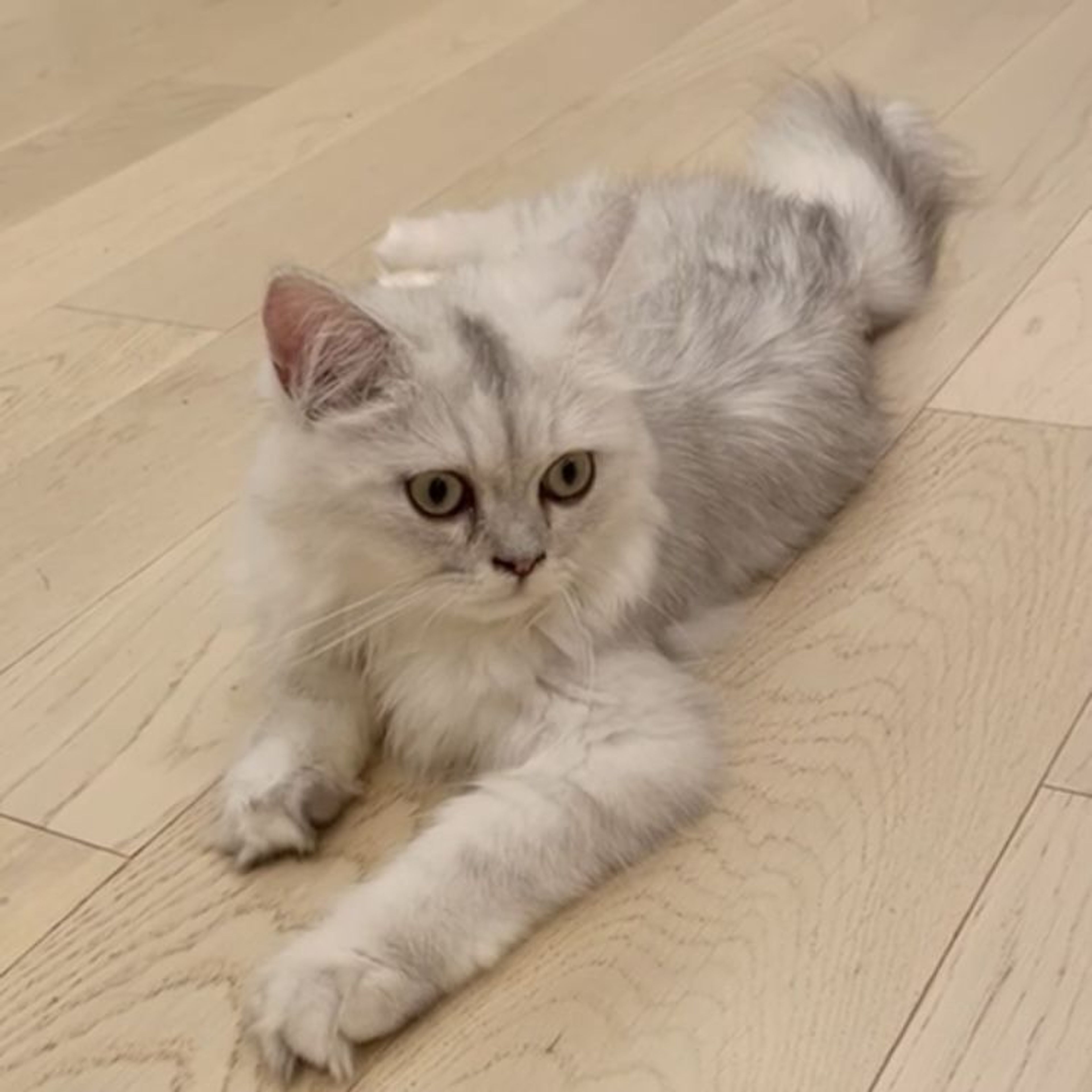 pet-image-3