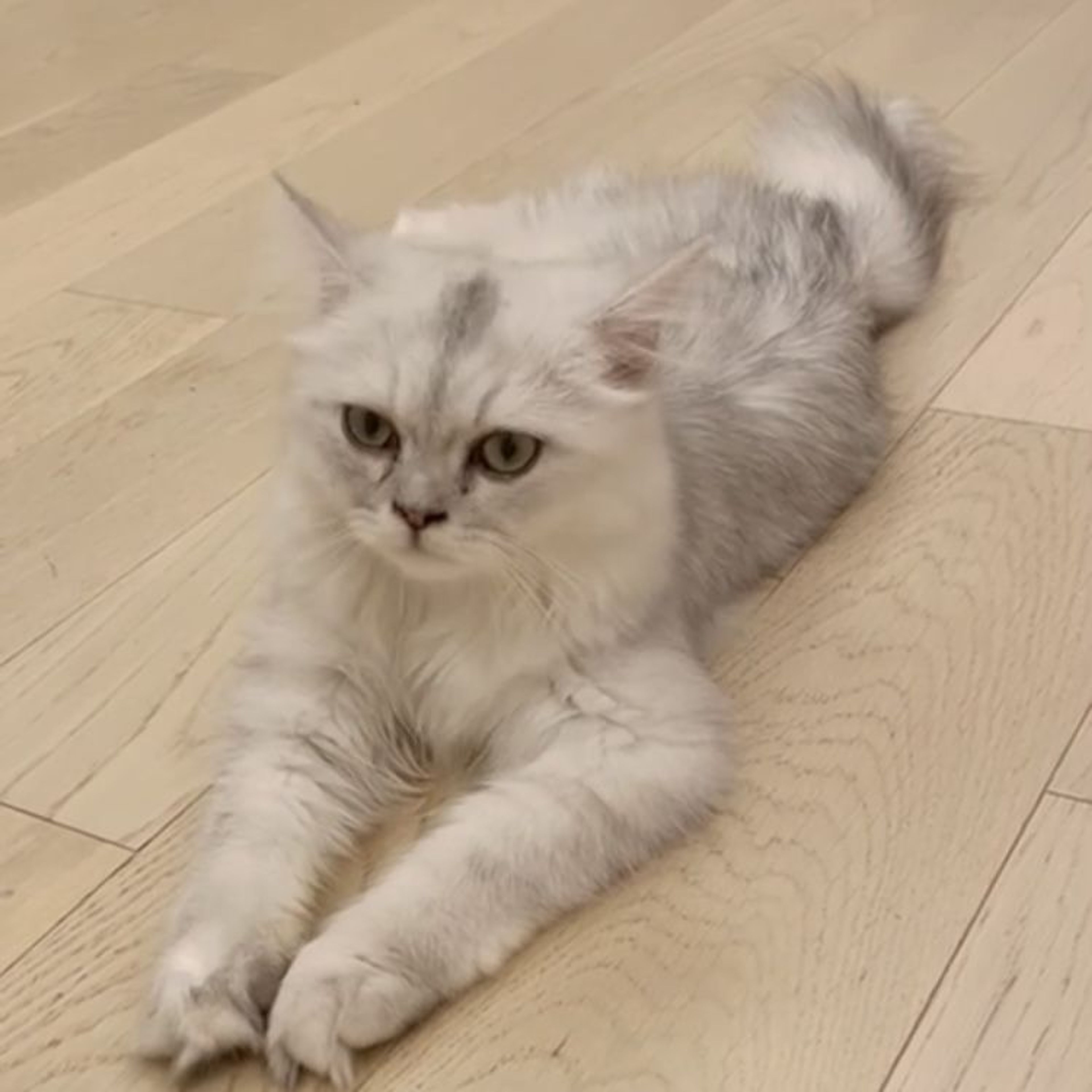 pet-image-4