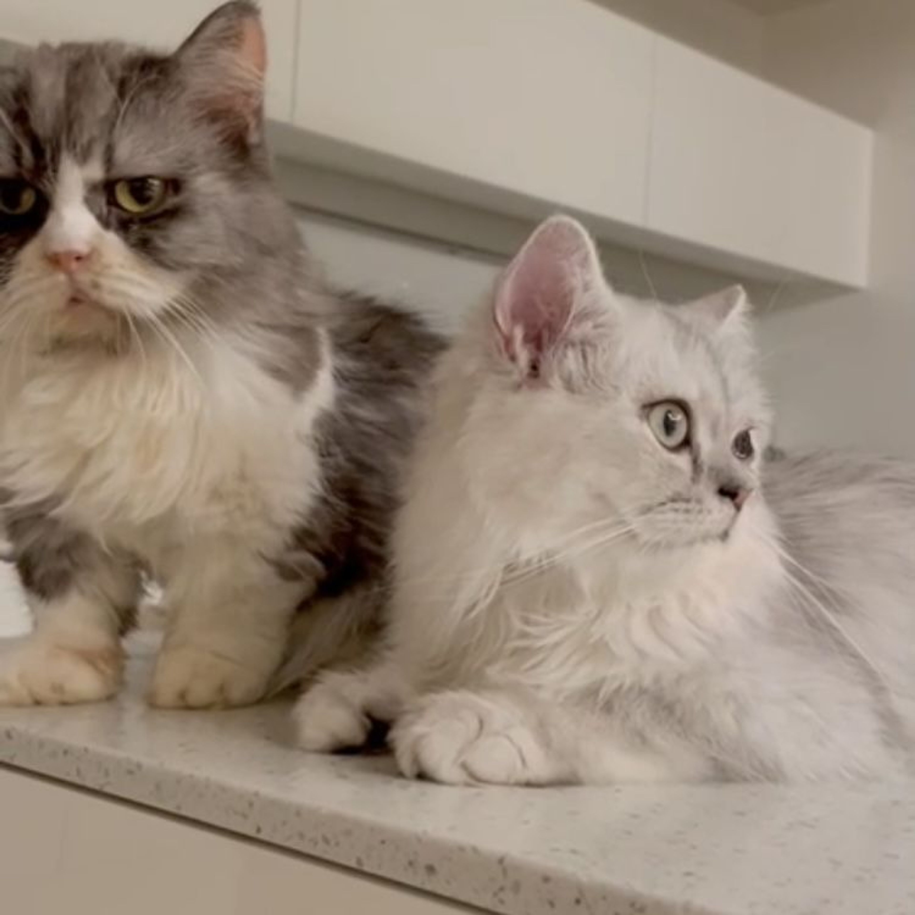 pet-image-5