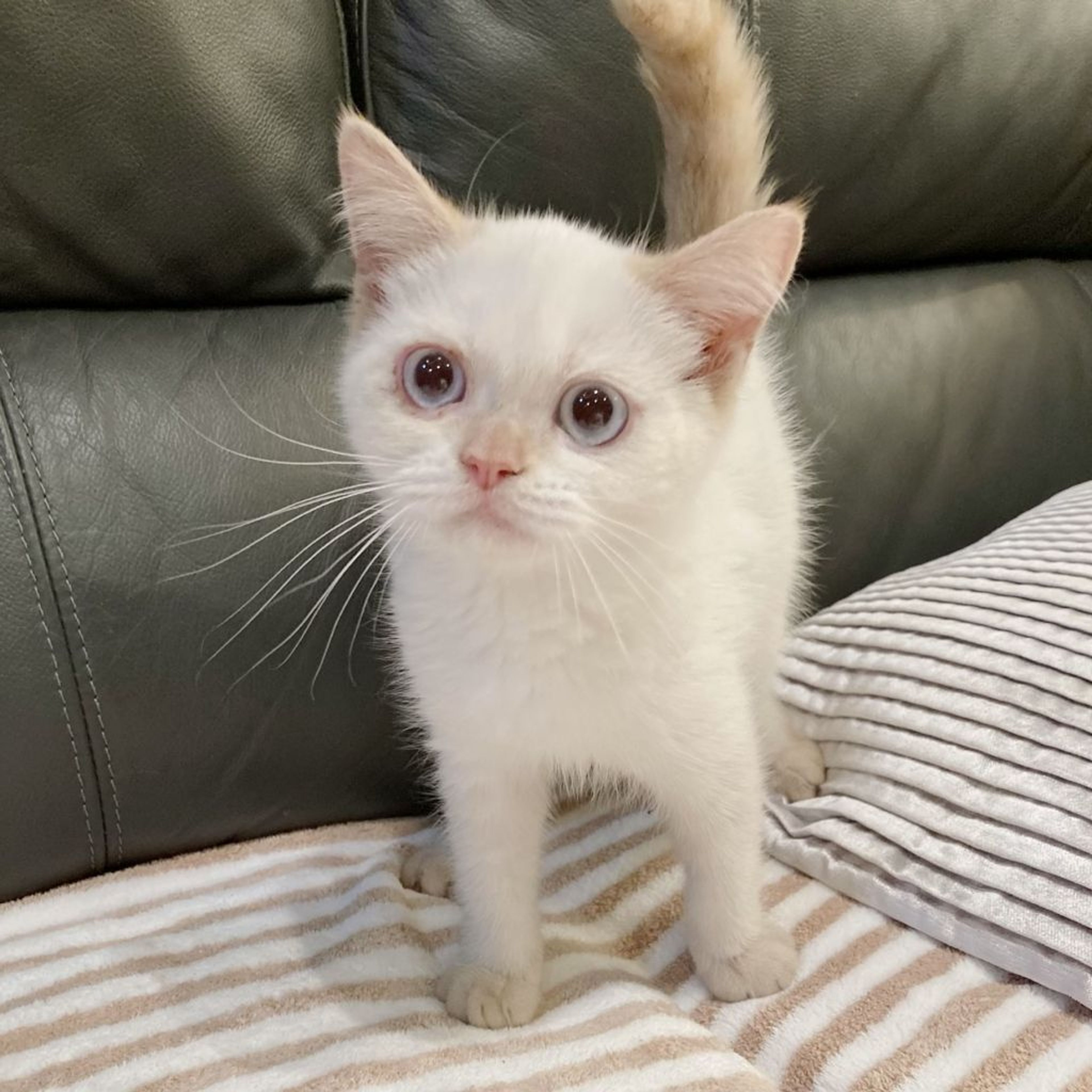 エキゾチックショートヘア・オスの里親募集の写真