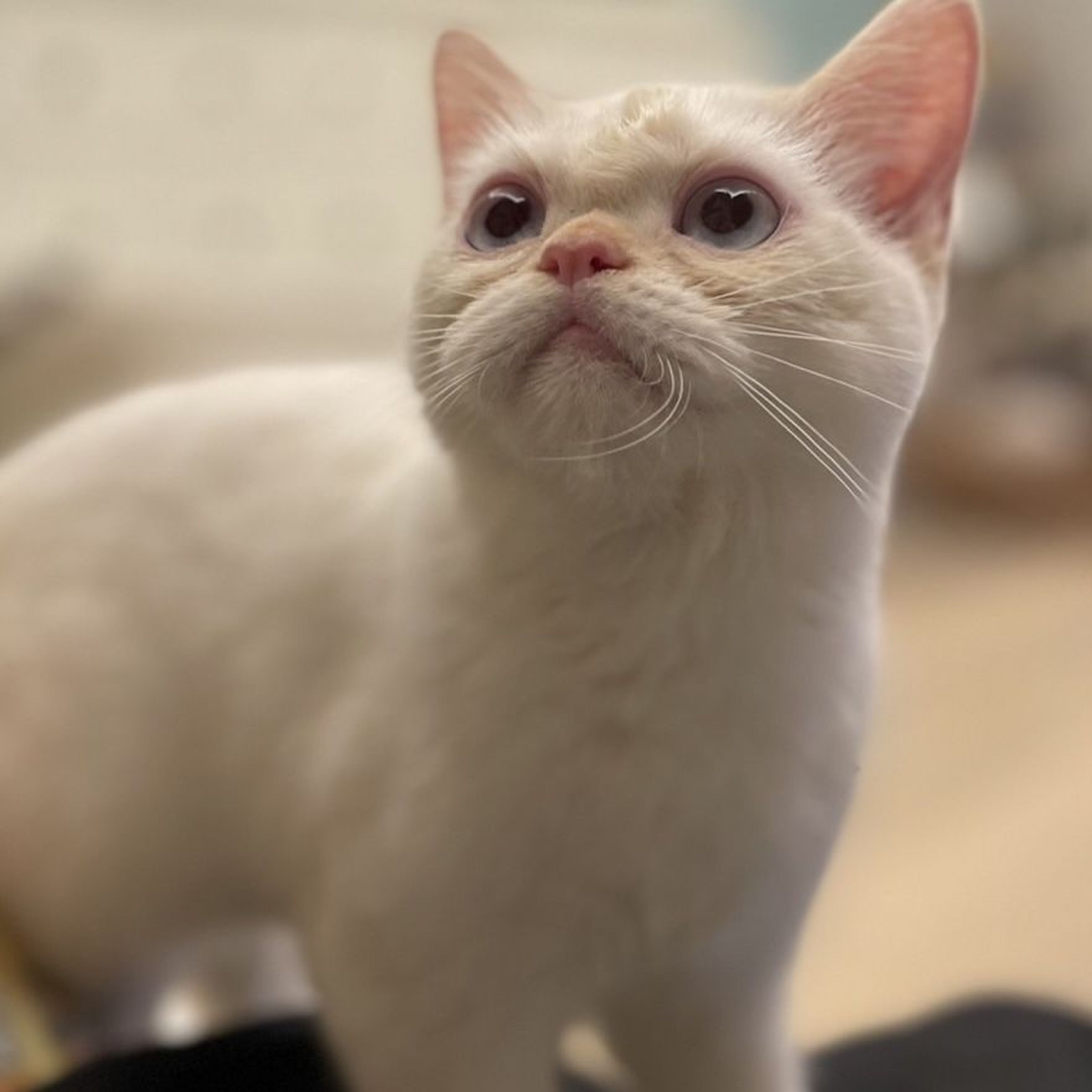 pet-image-4