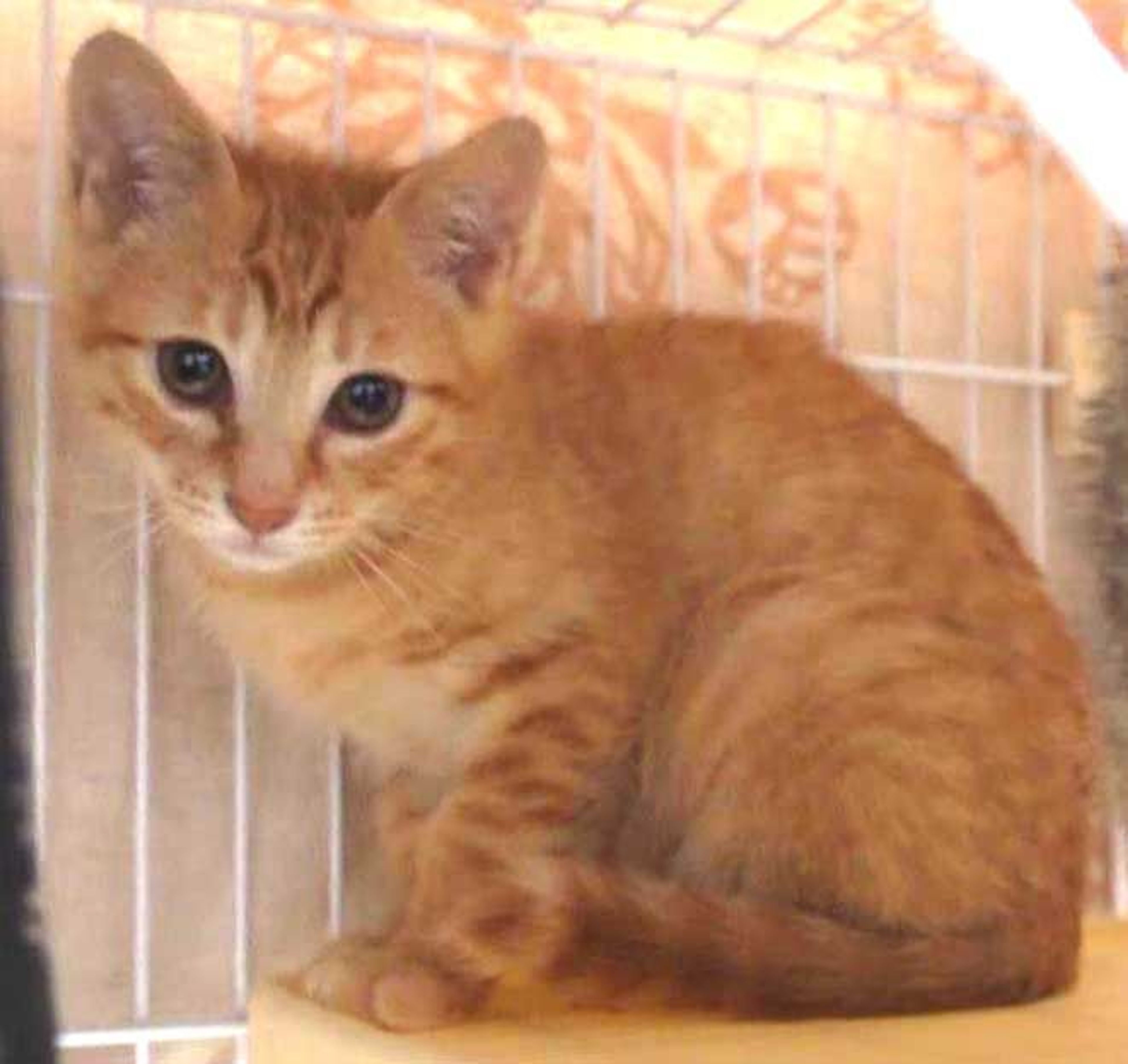 pet-image-2